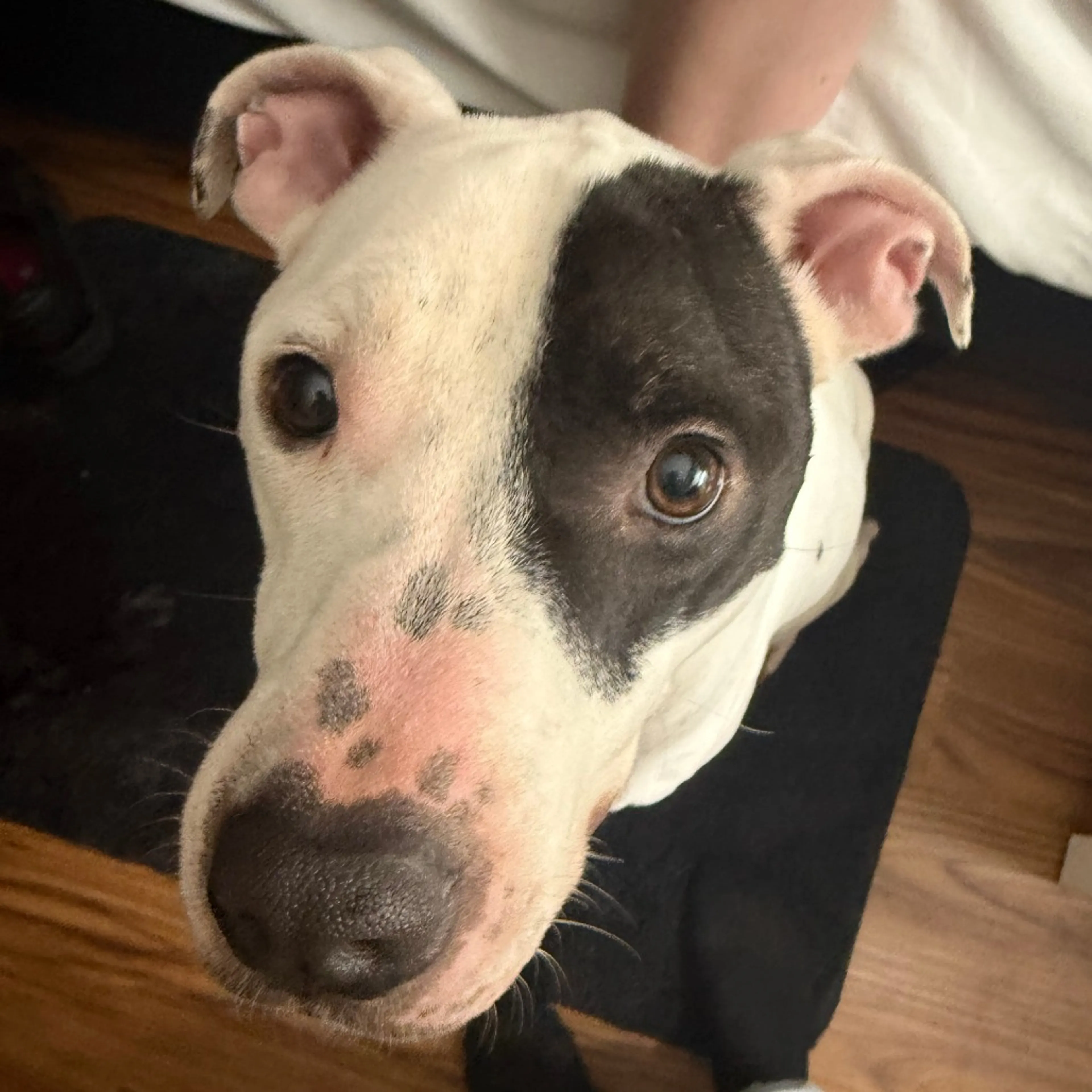 Found pet-2