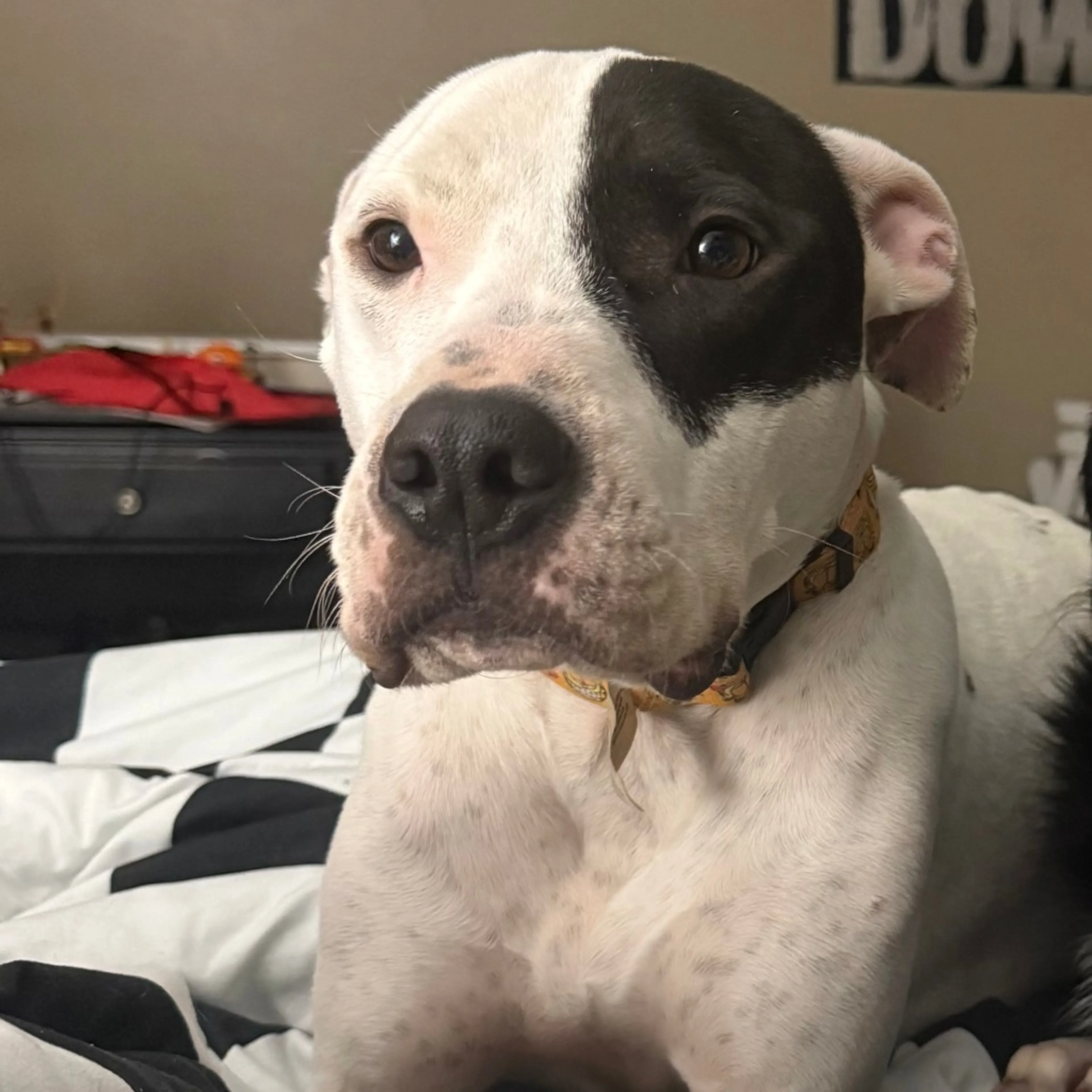 Found pet-1