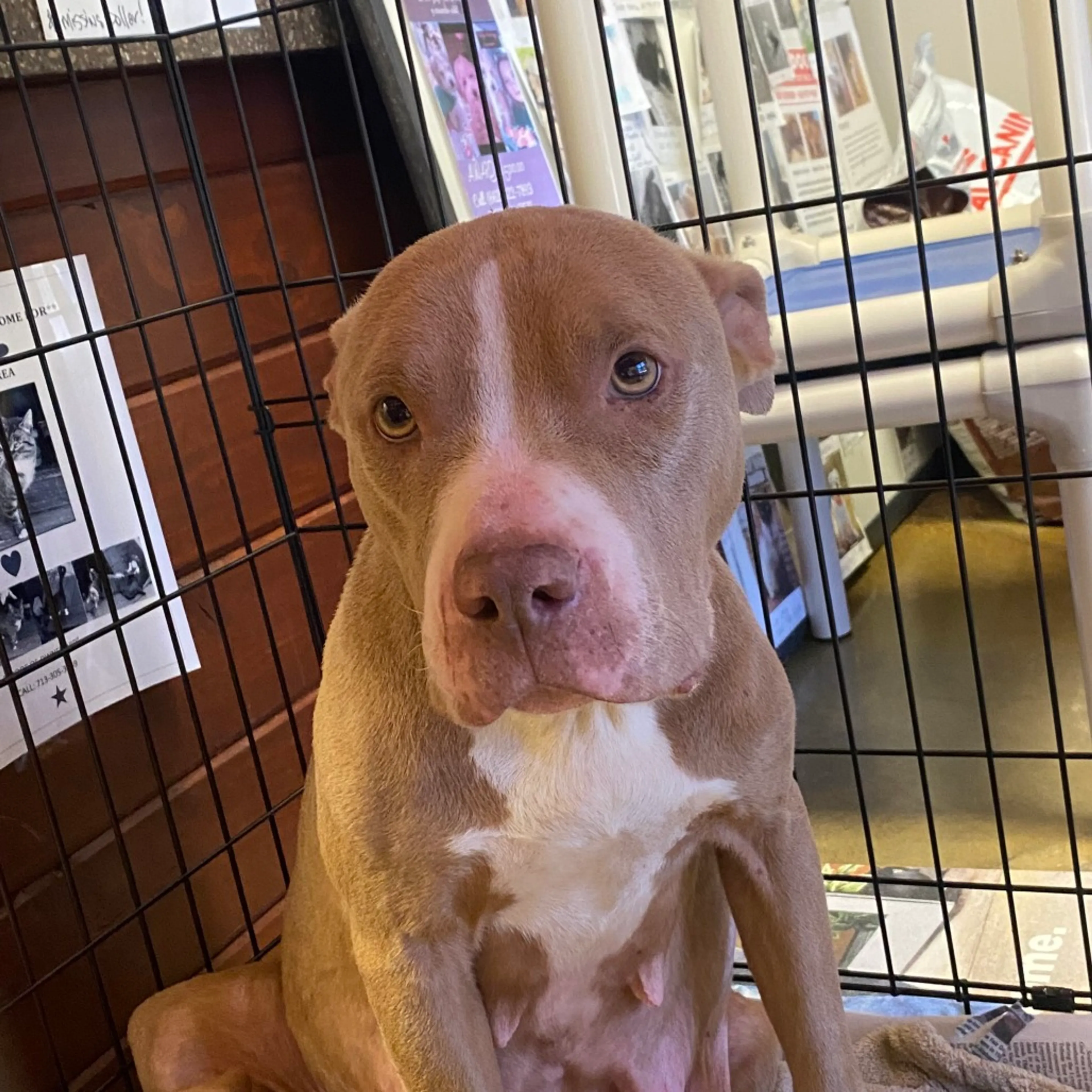 Found pet-1