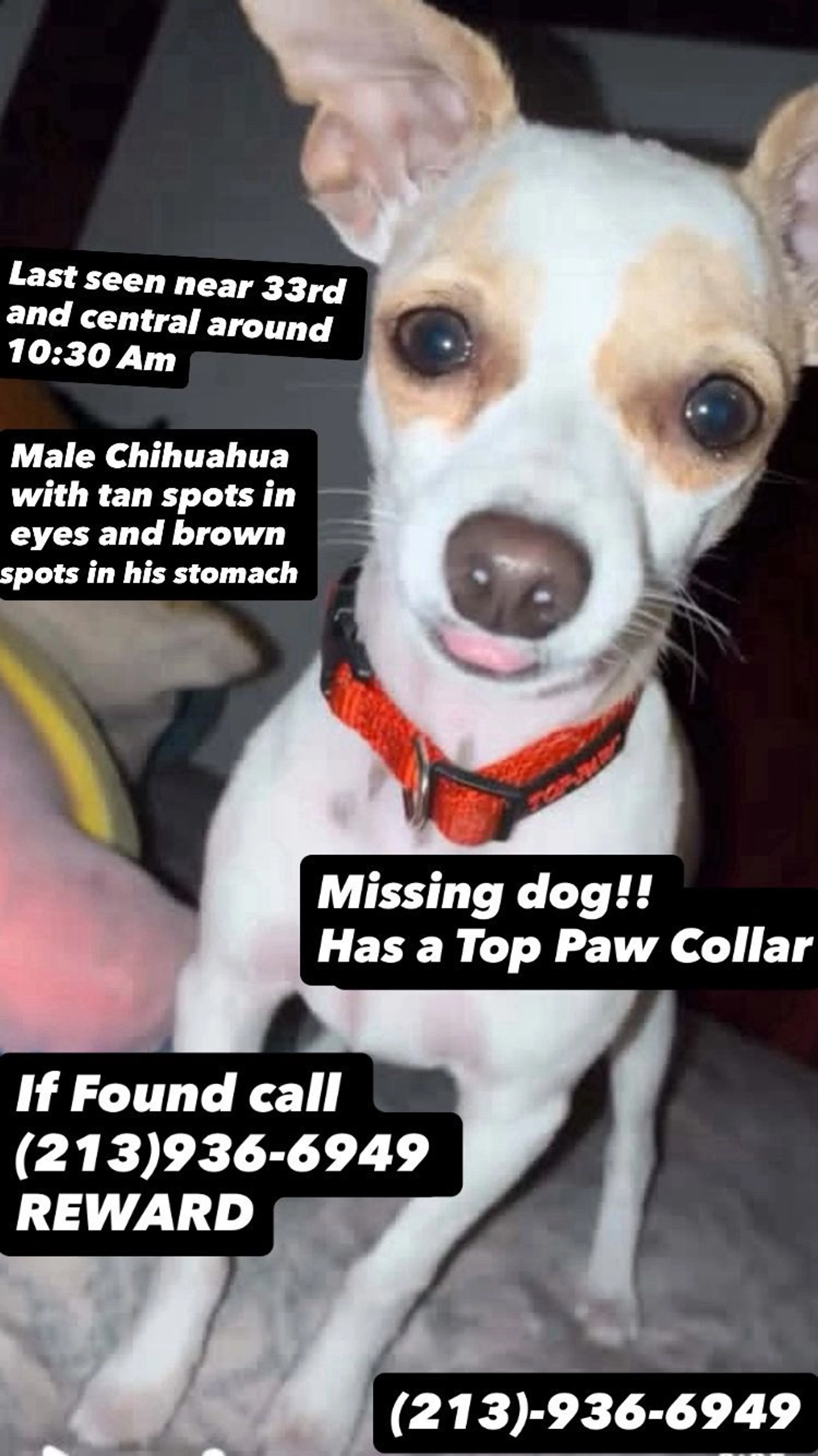 Lost pet