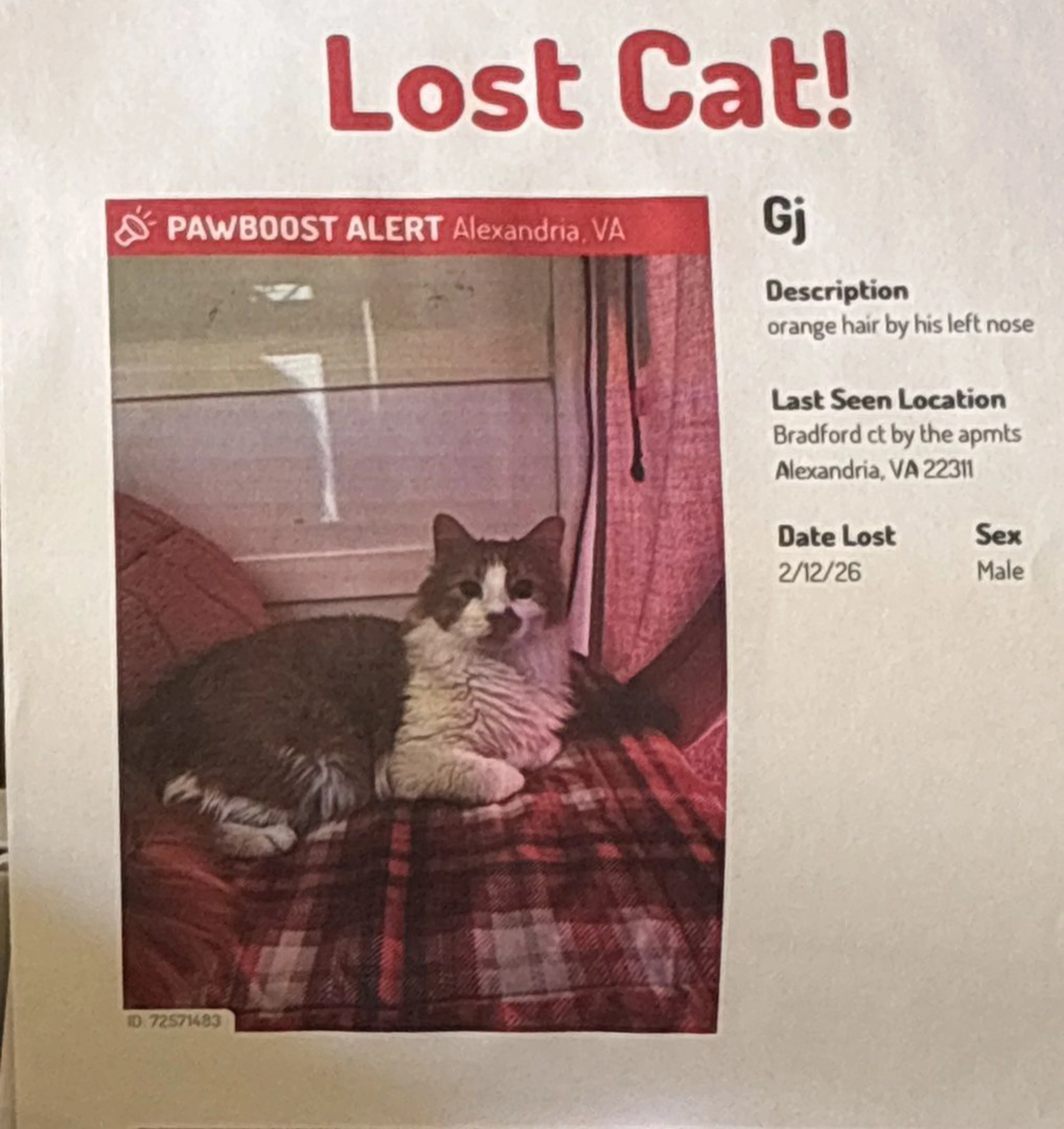 Lost pet