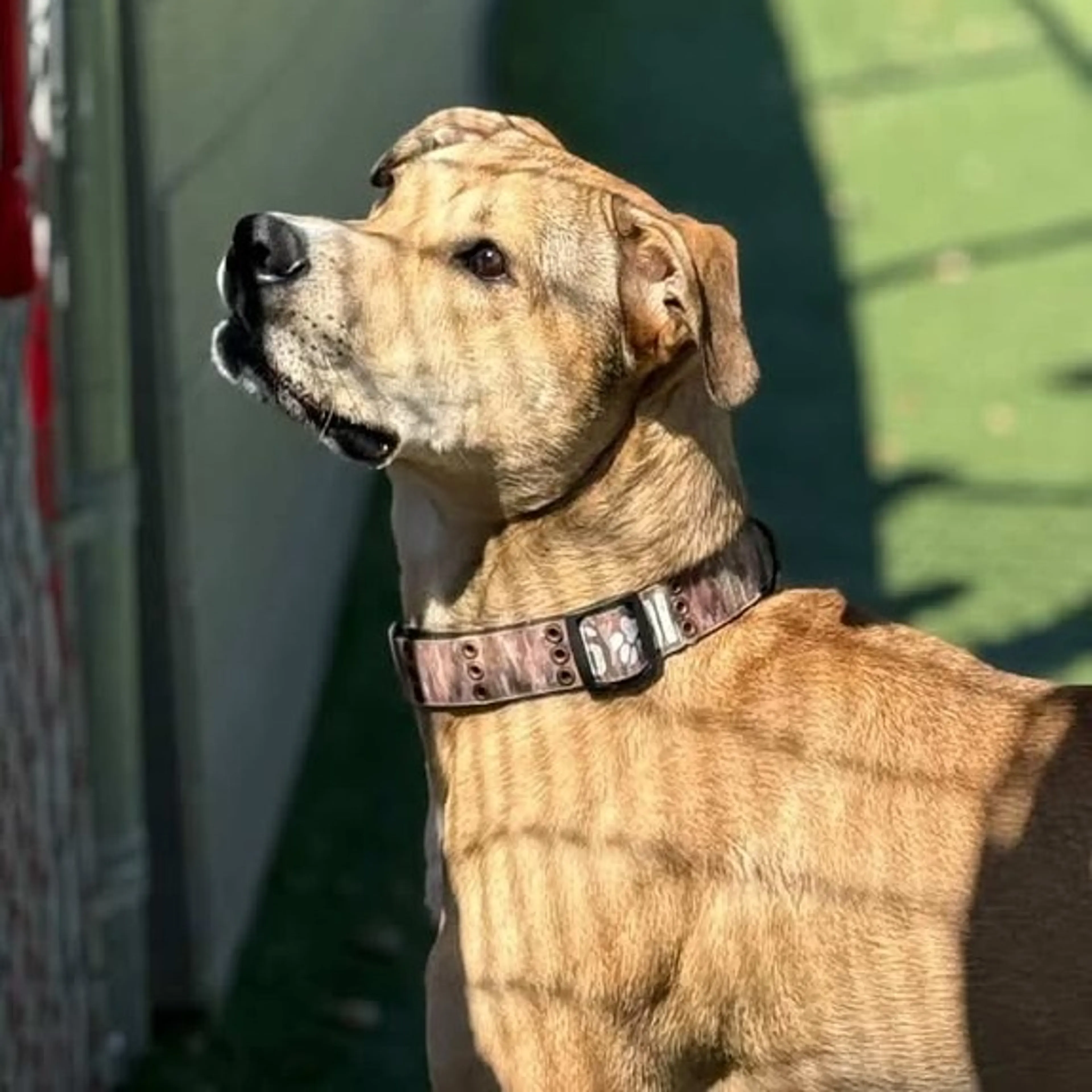 Found pet-4