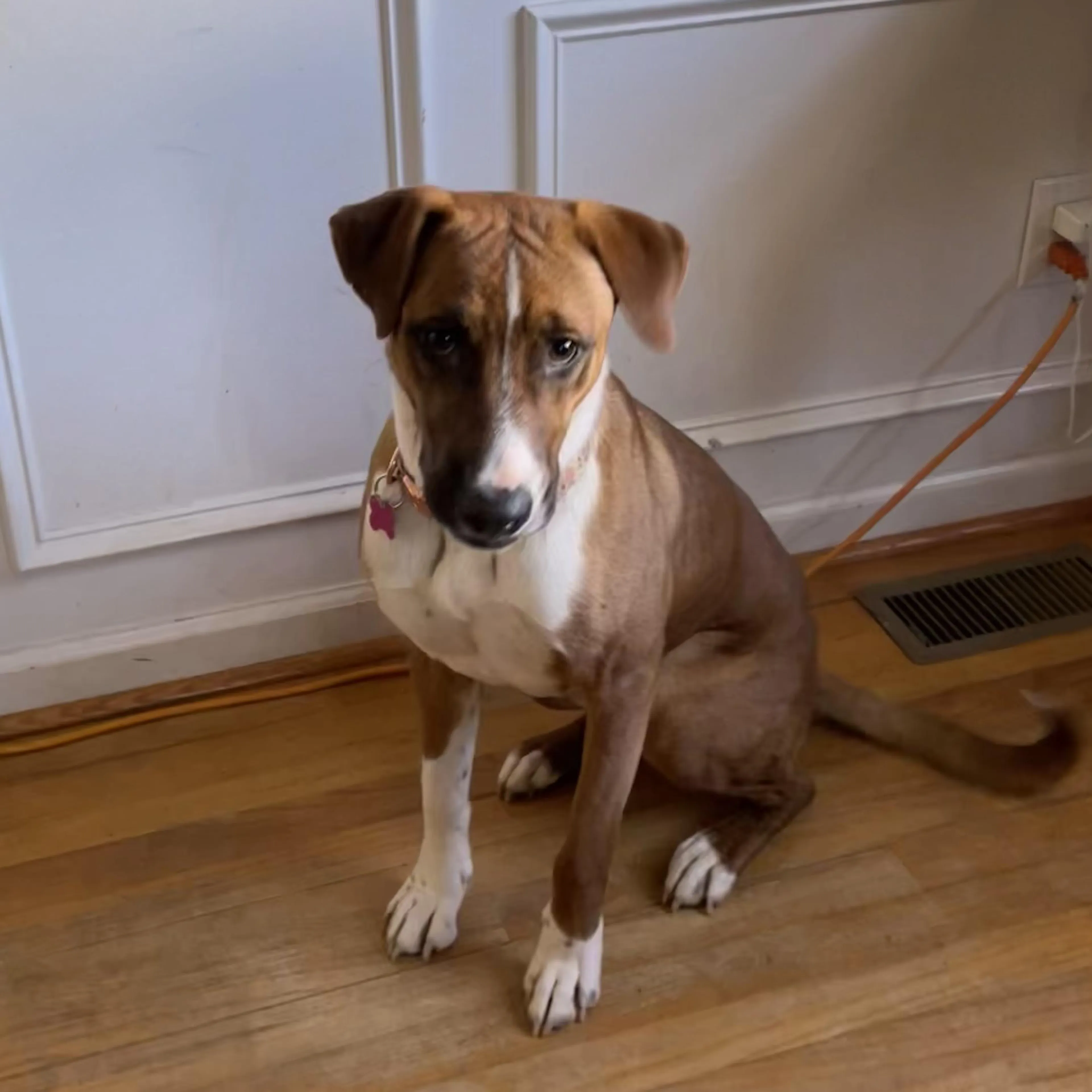 Found pet-1