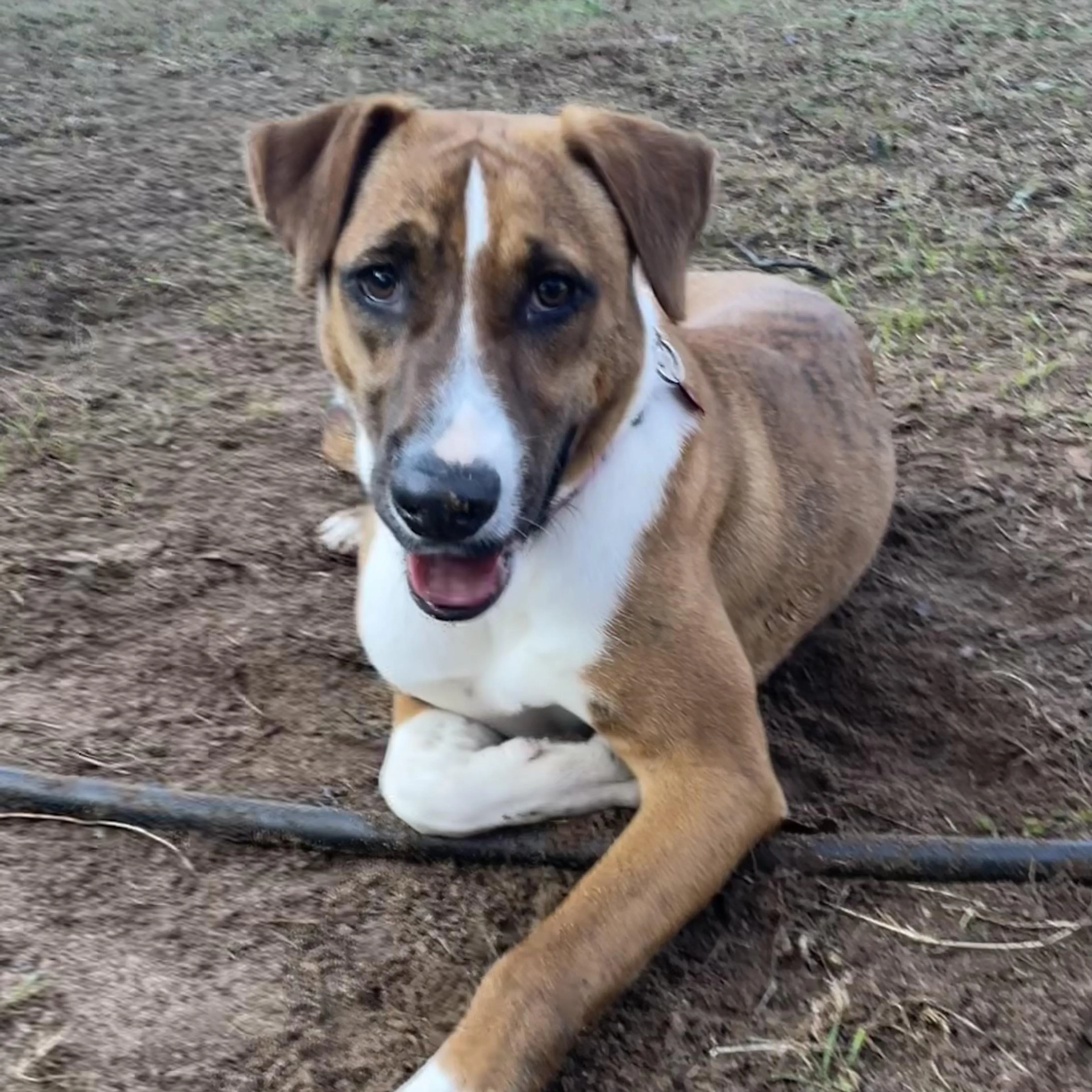 Found pet-5