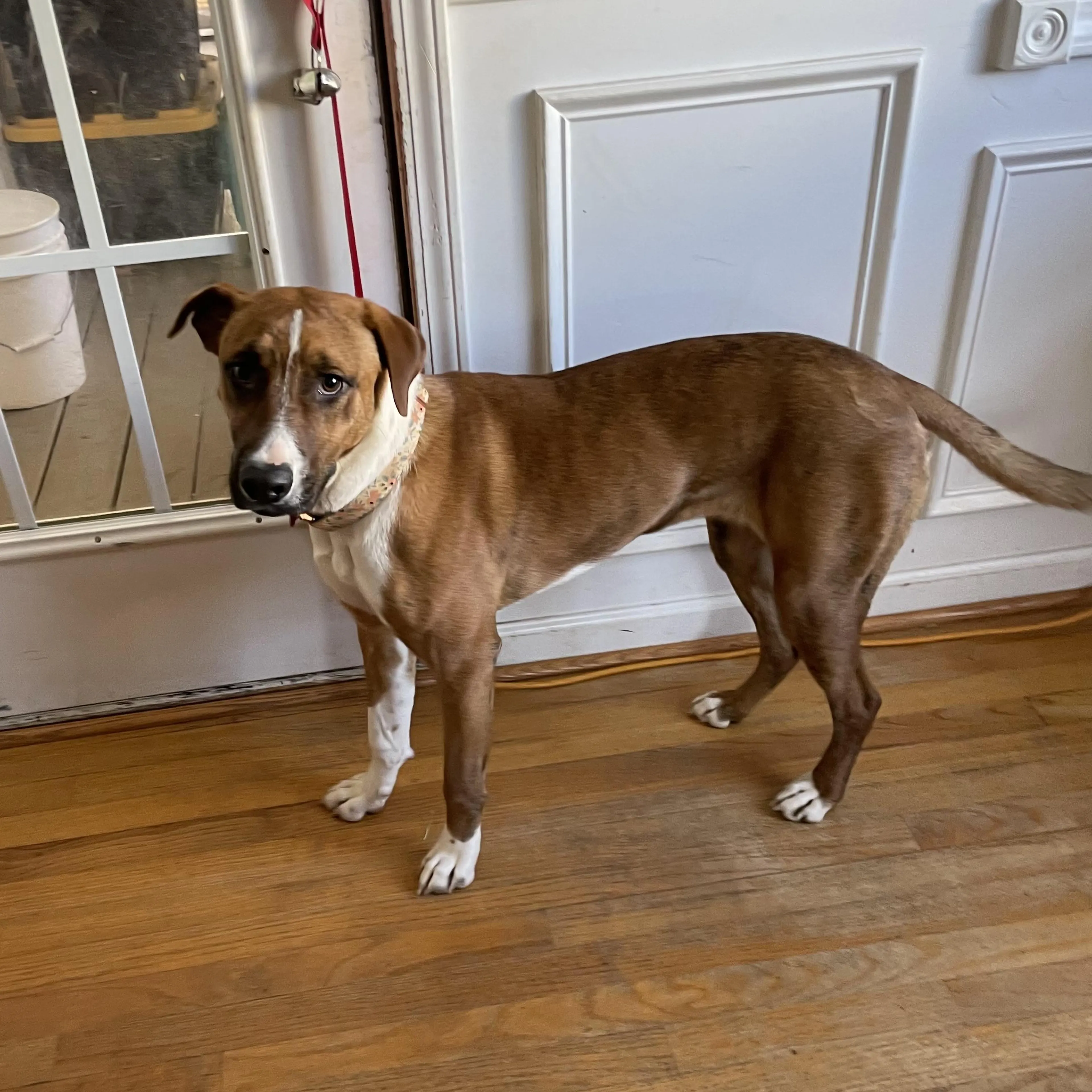Found pet-4