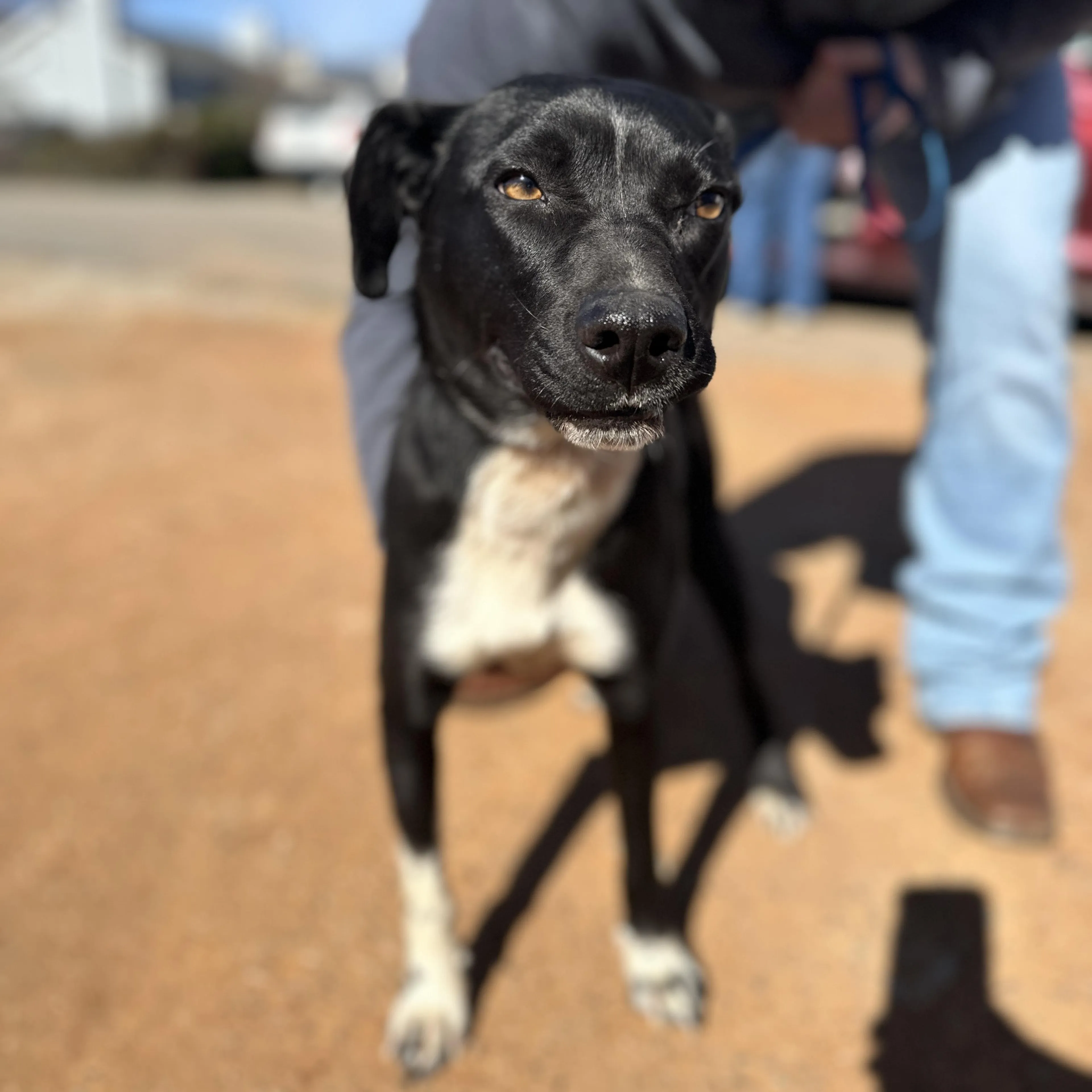 Found pet-1