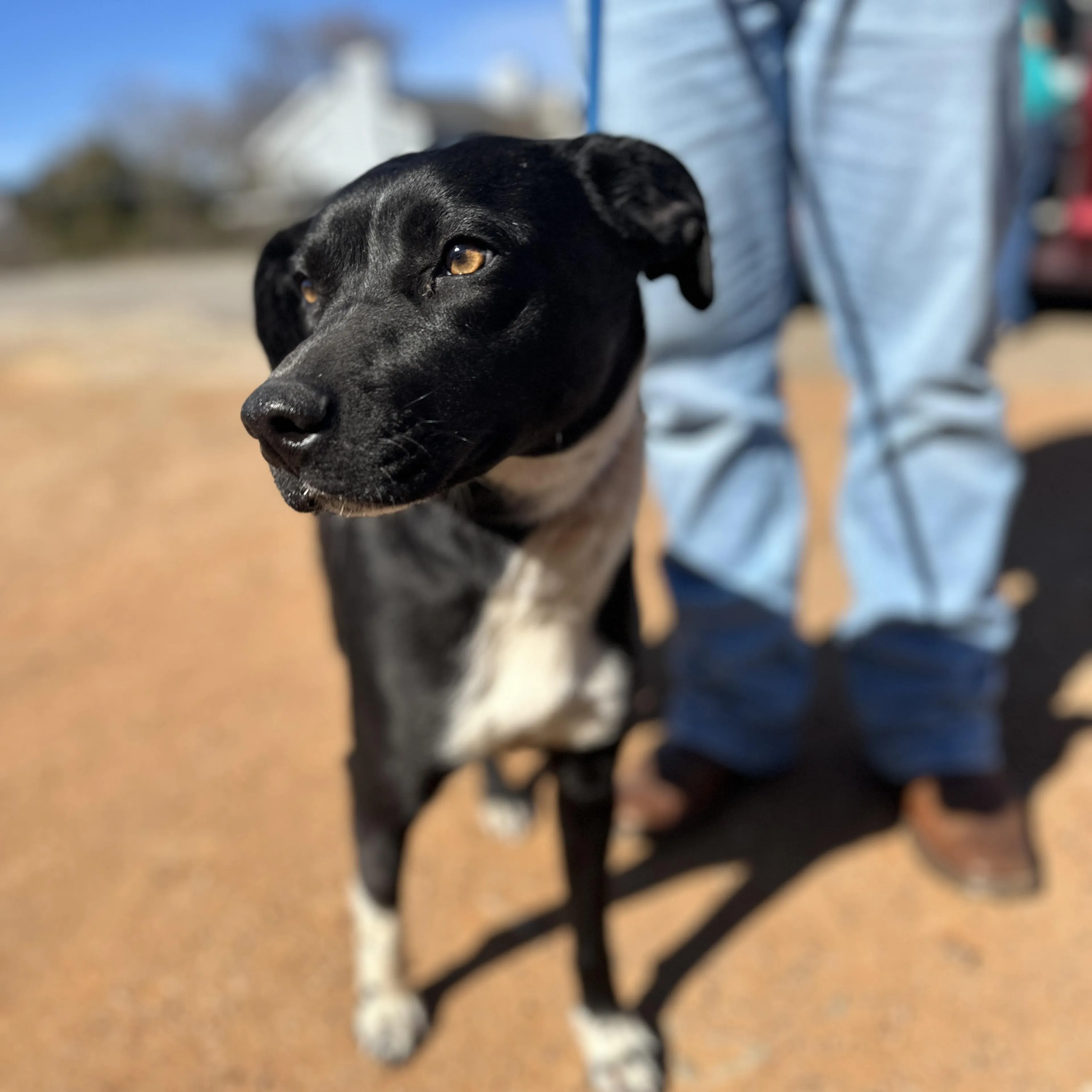 Found pet-3