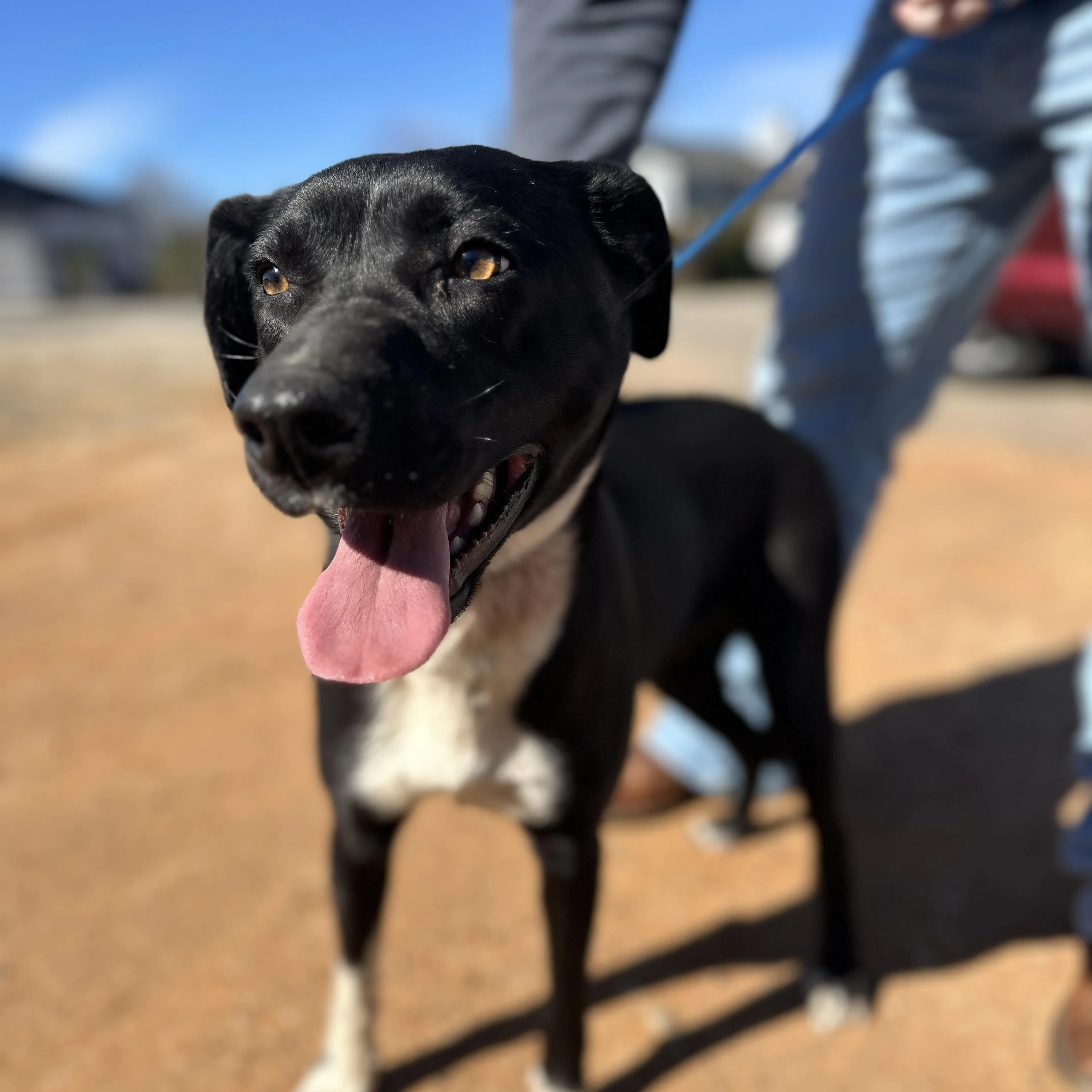 Found pet-2