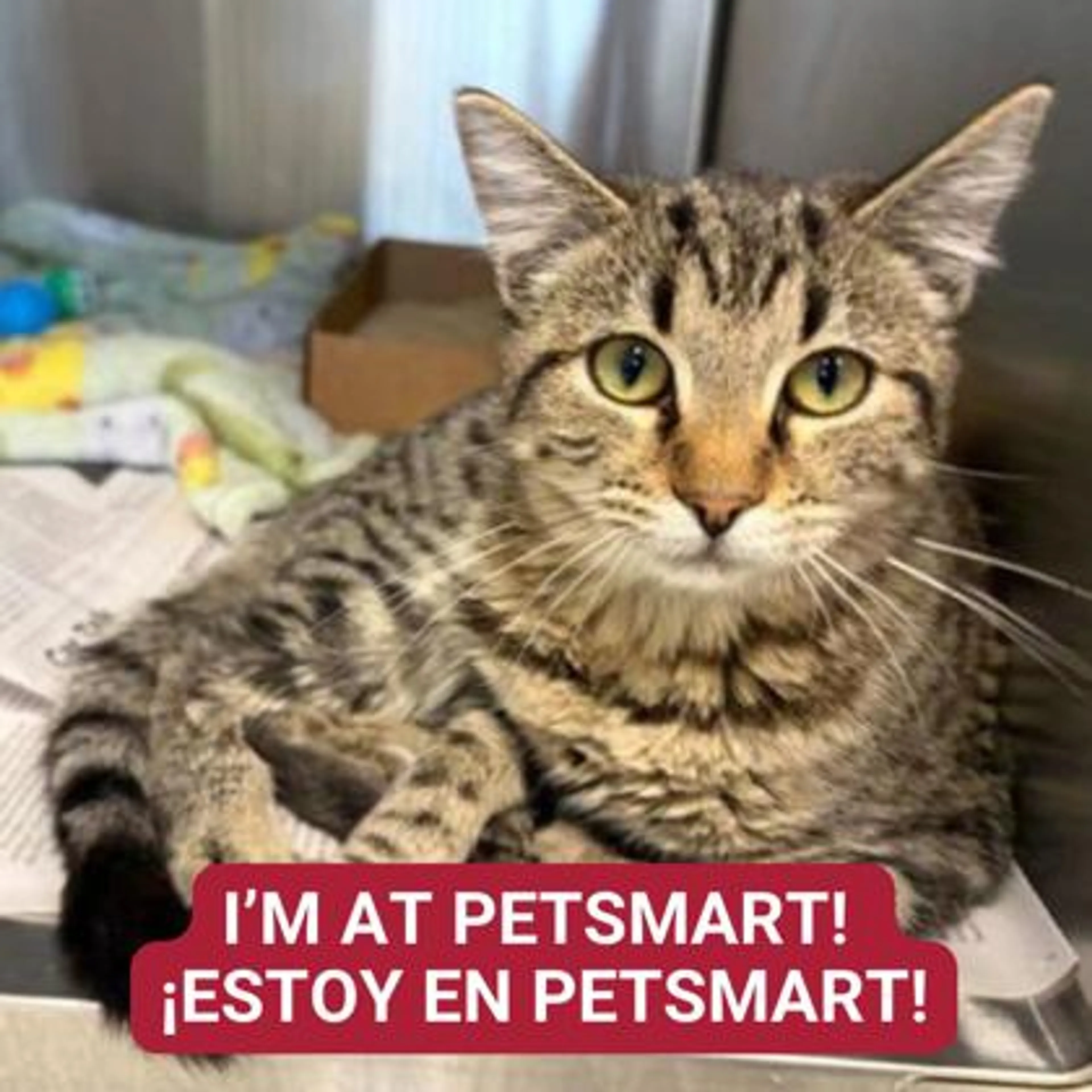 Found pet-0