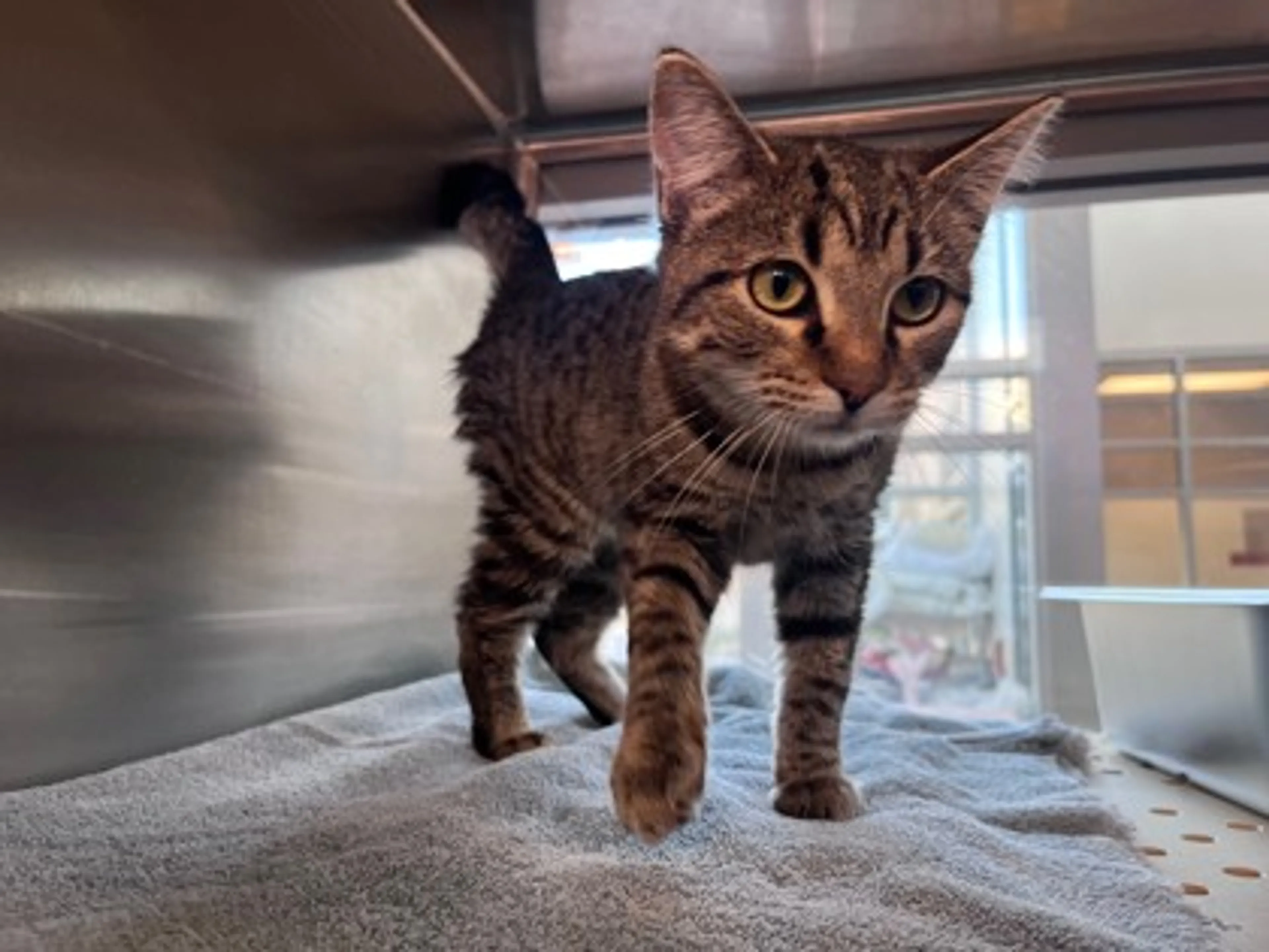 Found pet-1