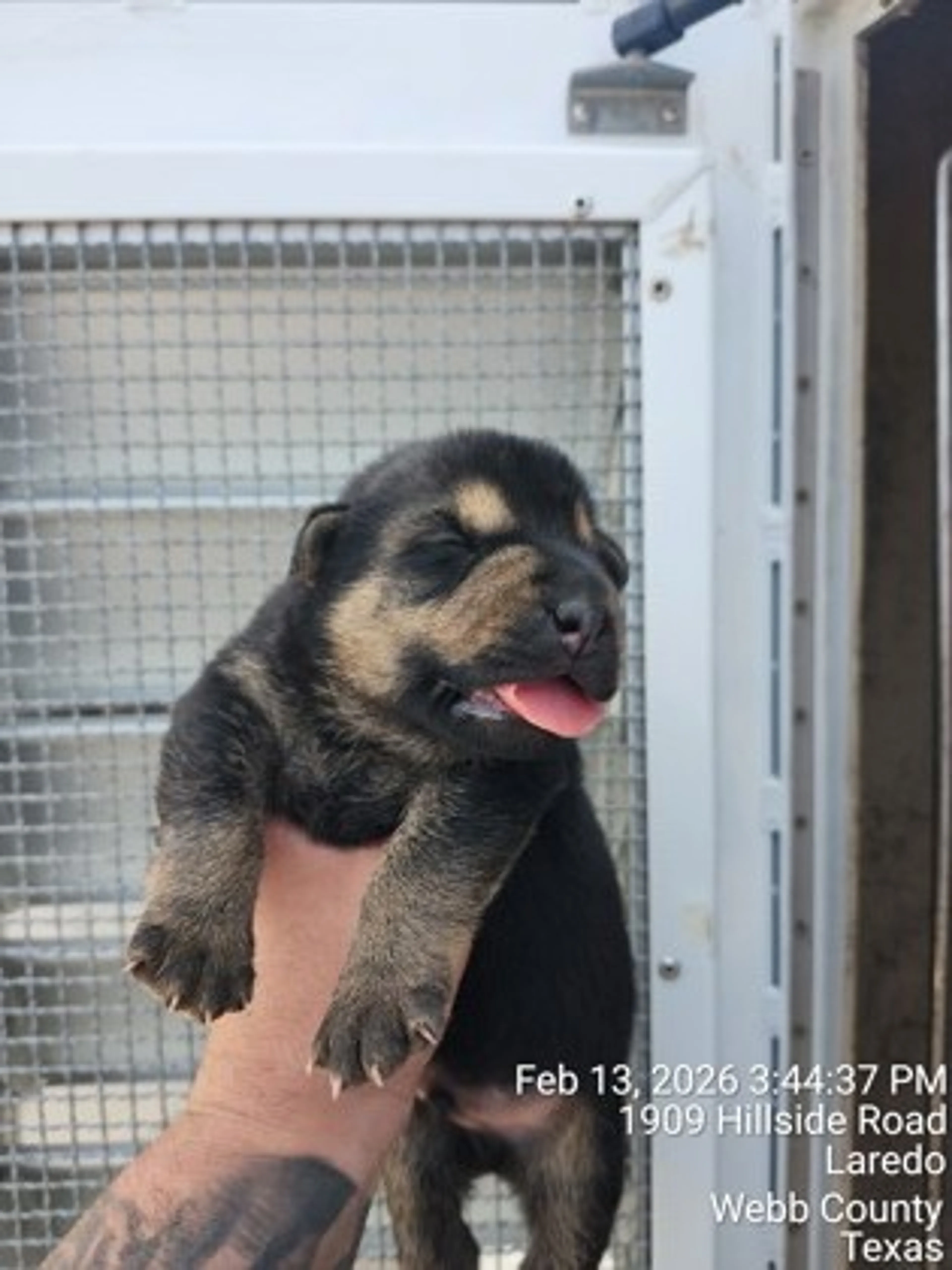 Found pet