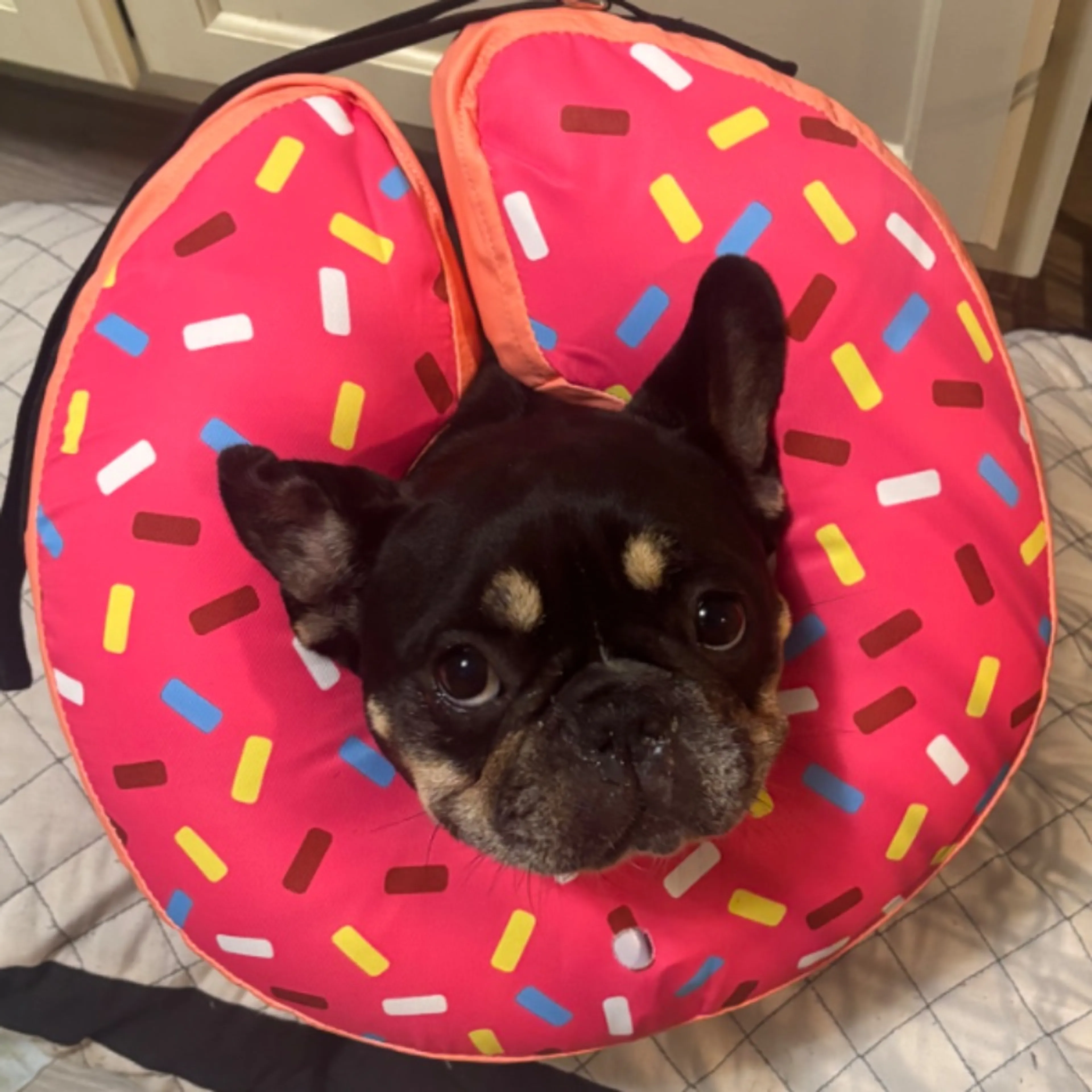 Lost pet