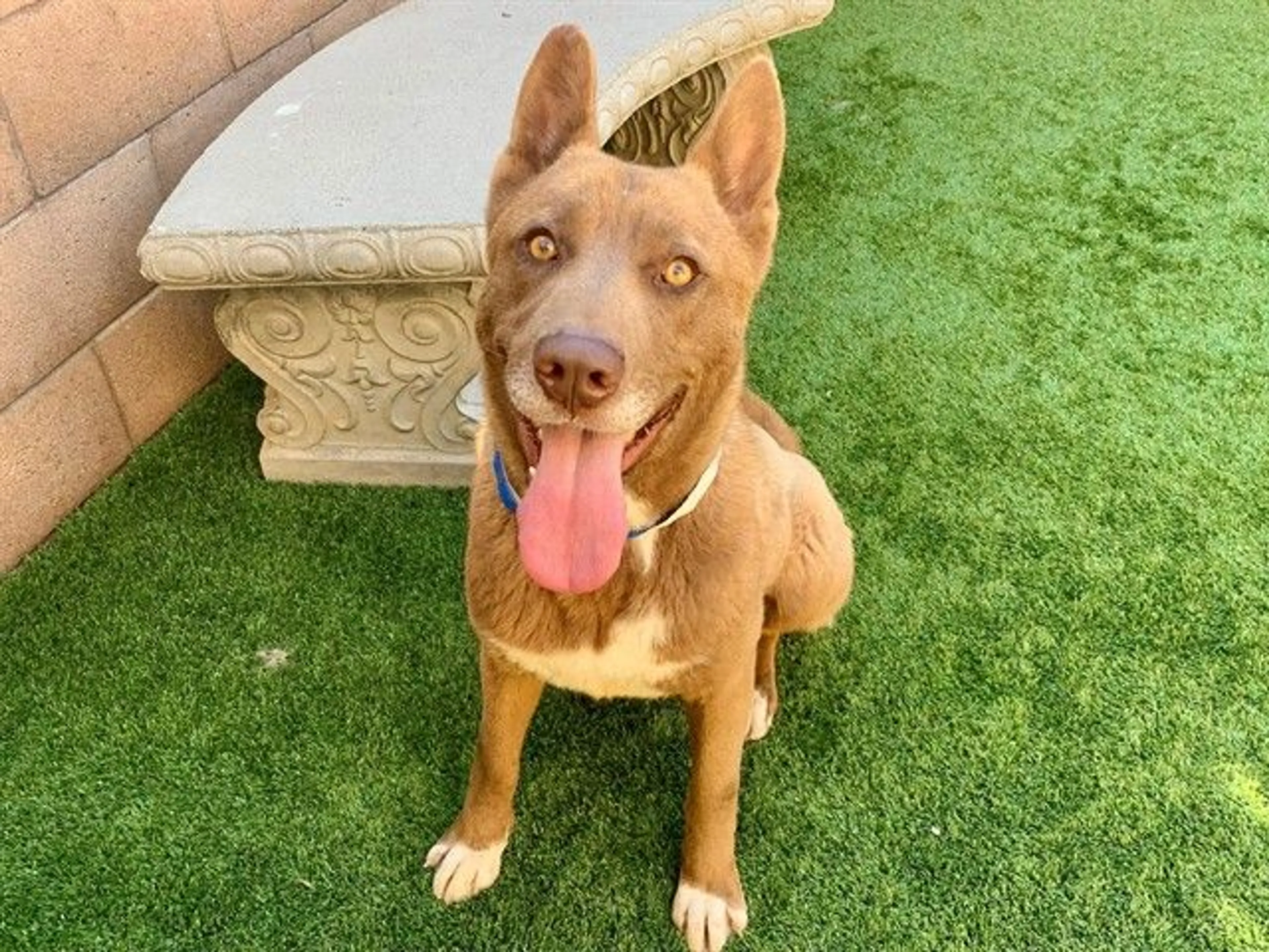 Found pet
