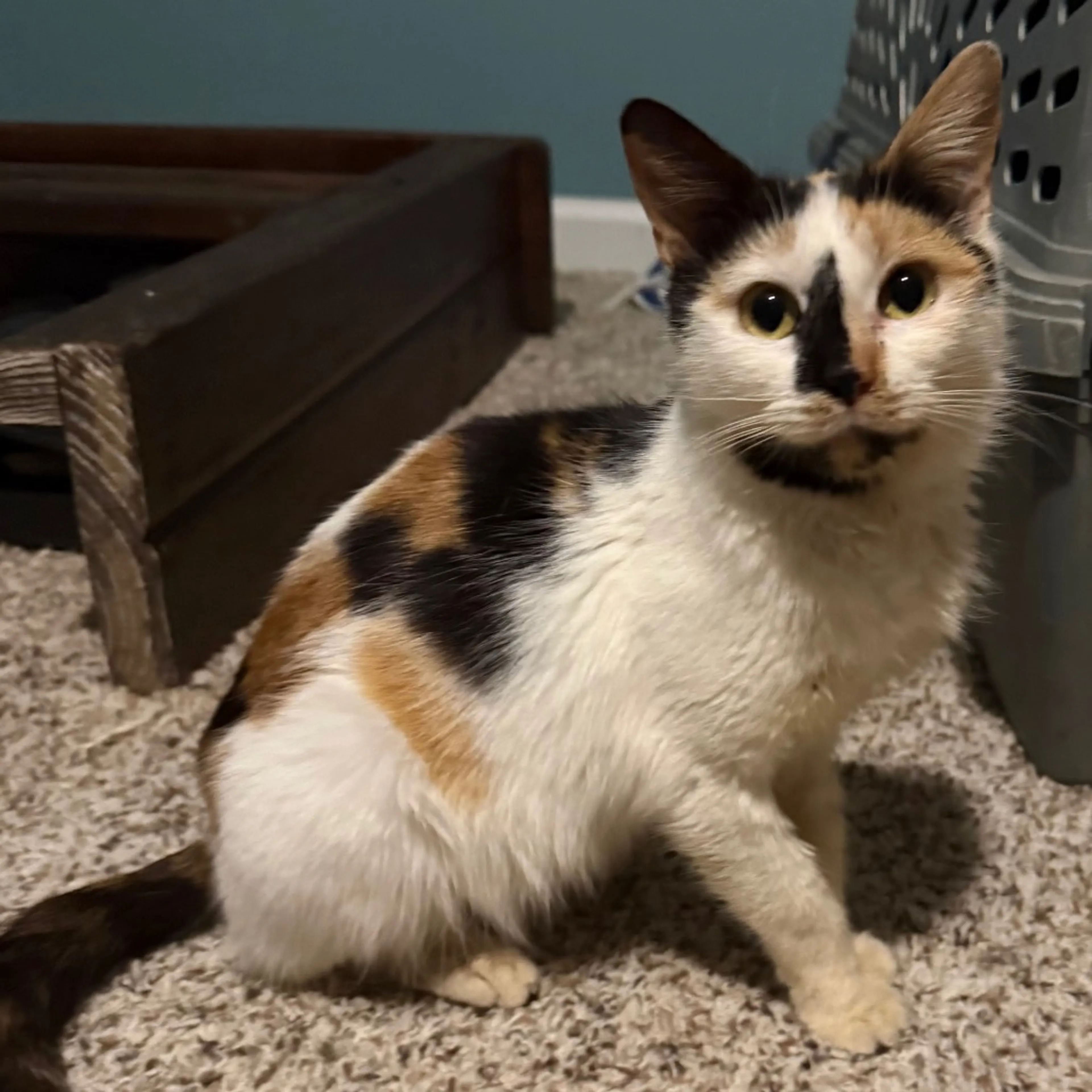 Found pet