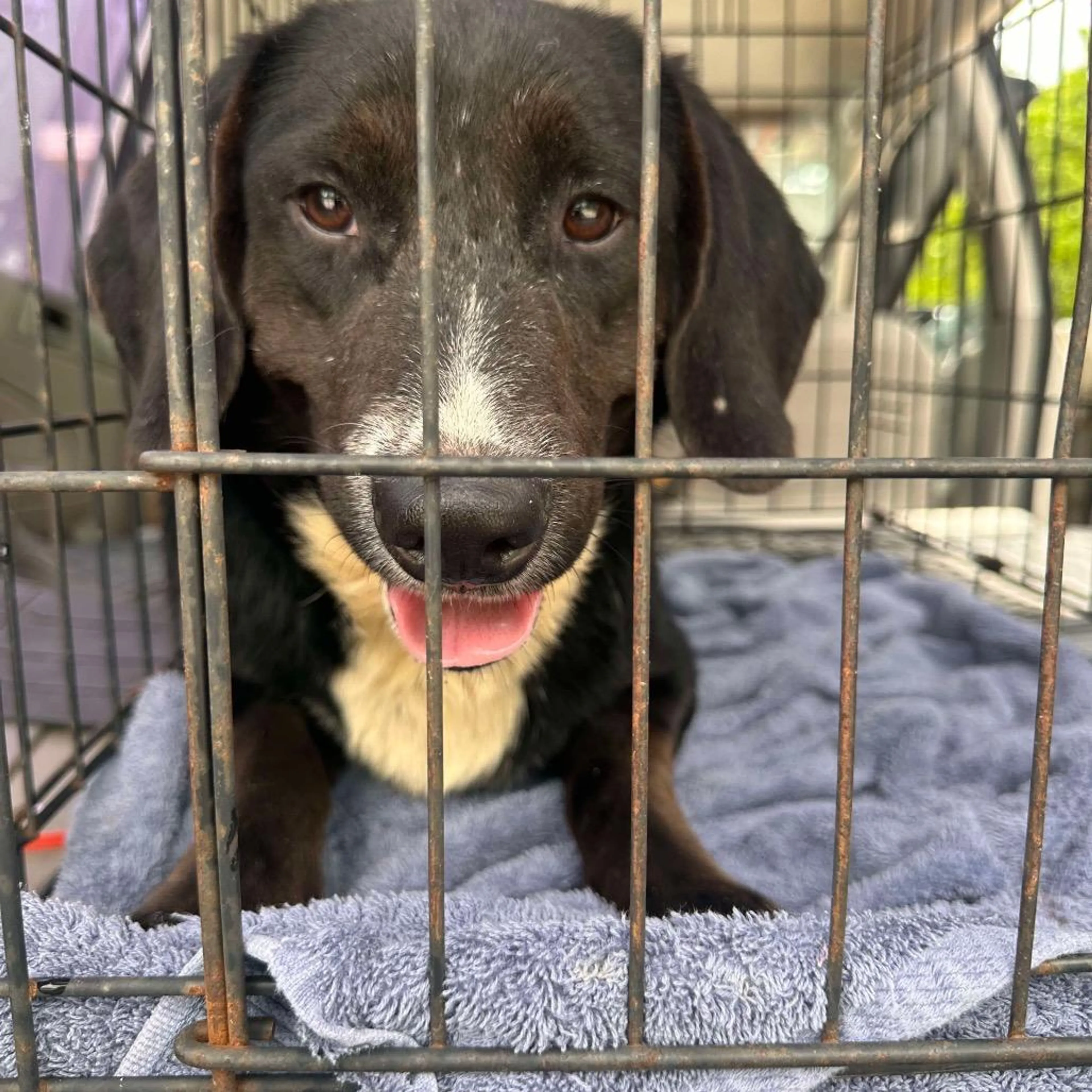 Found pet-1
