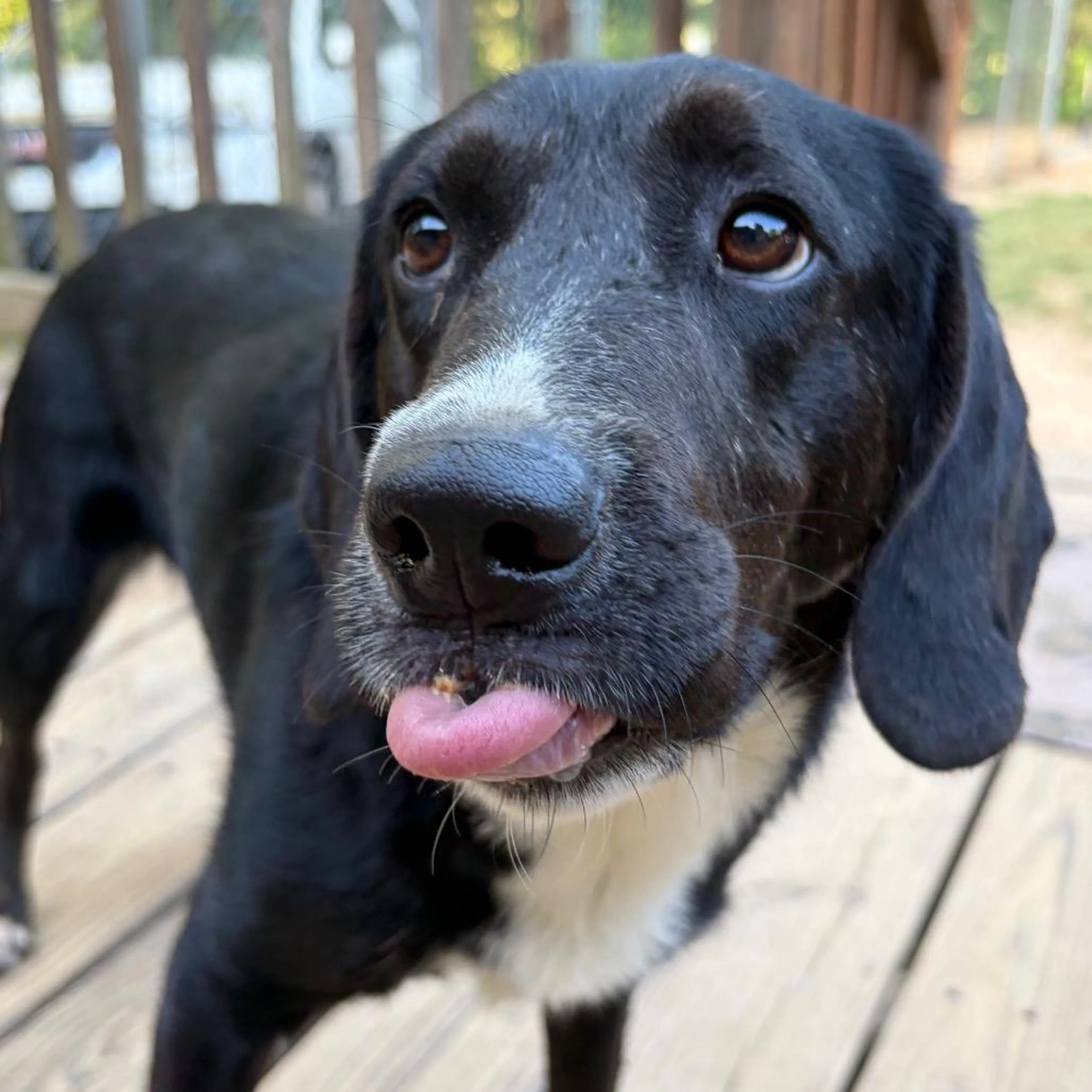 Found pet-4