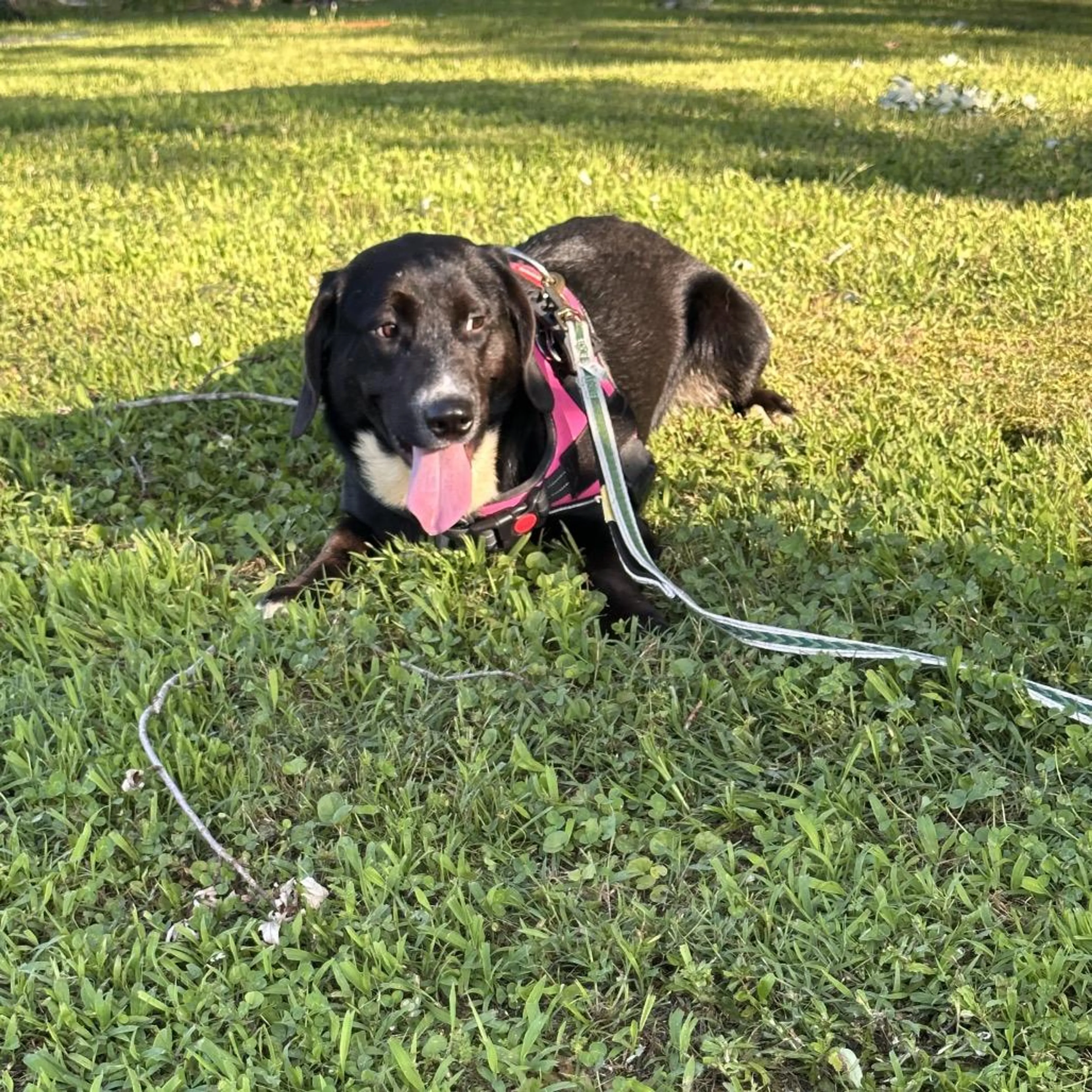 Found pet-2