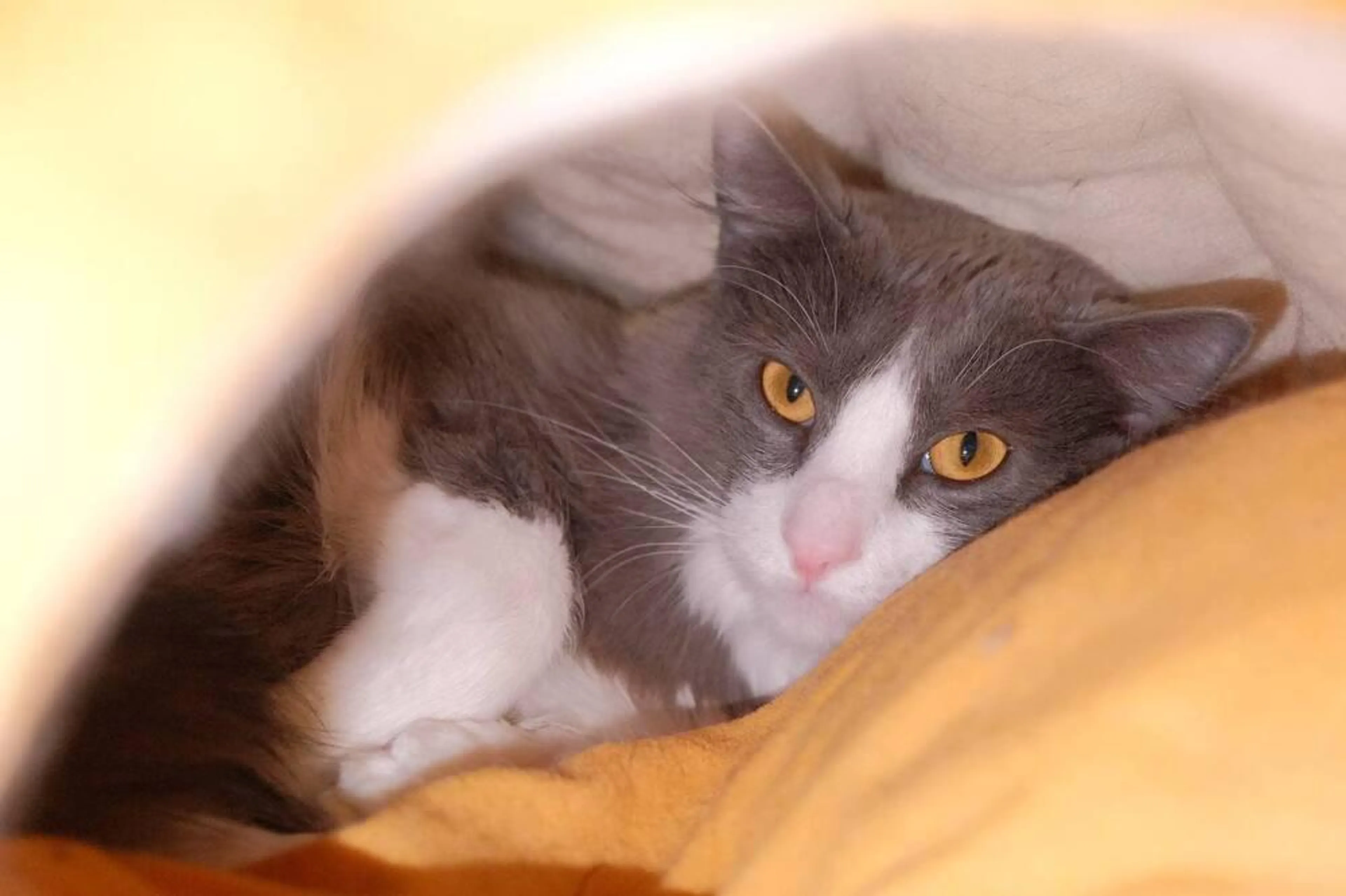 Found pet-1