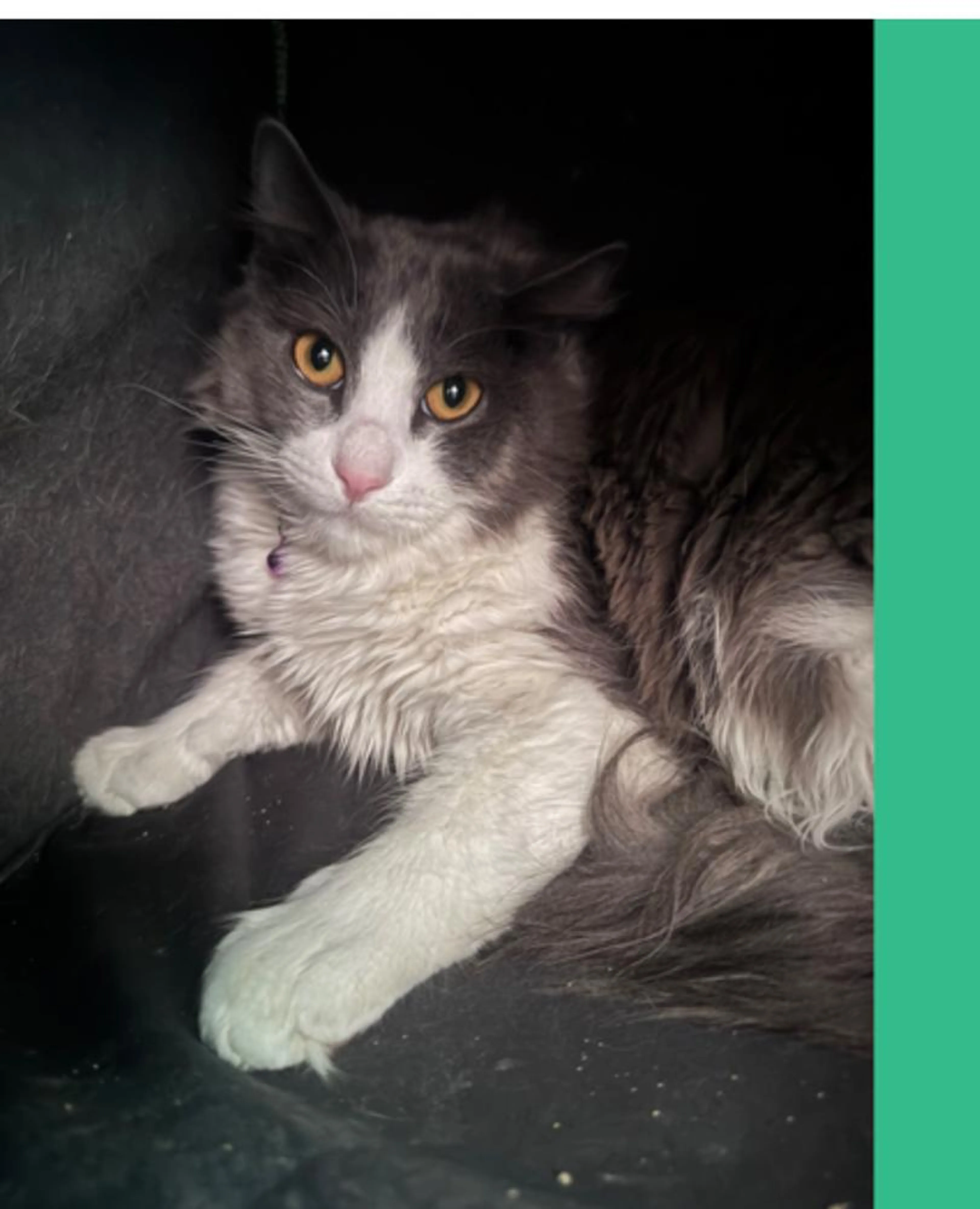 Found pet-2