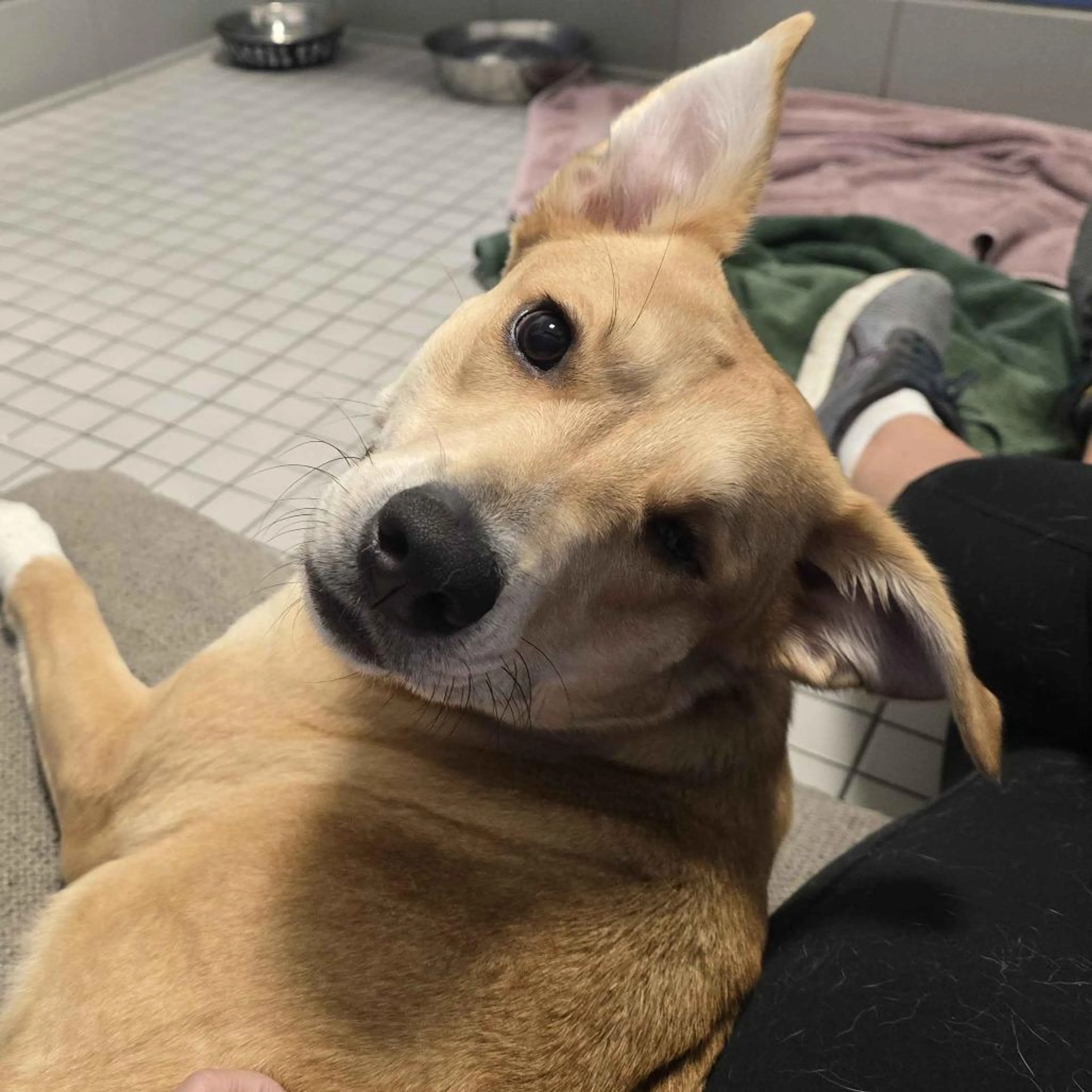 Found pet-4