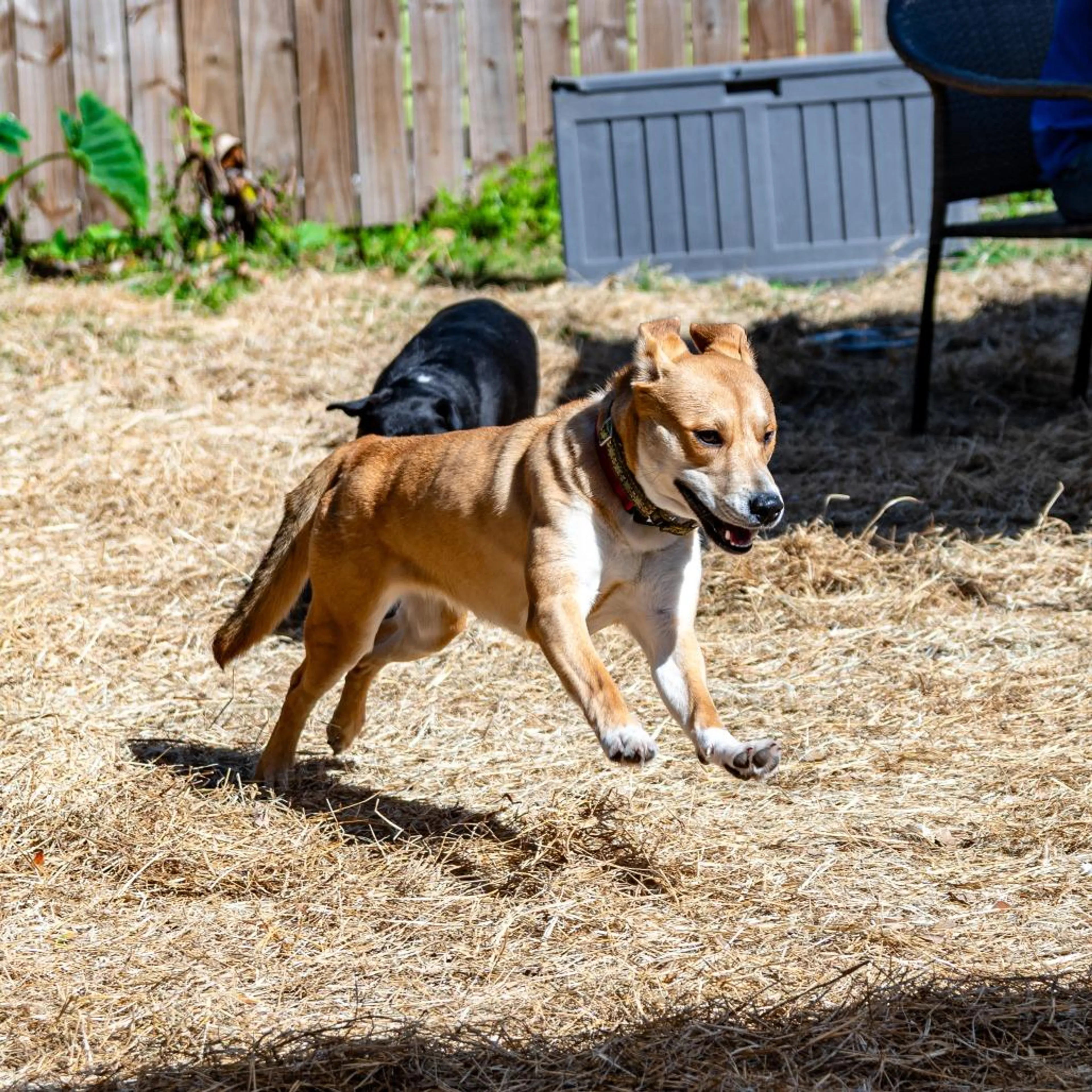 Found pet-1