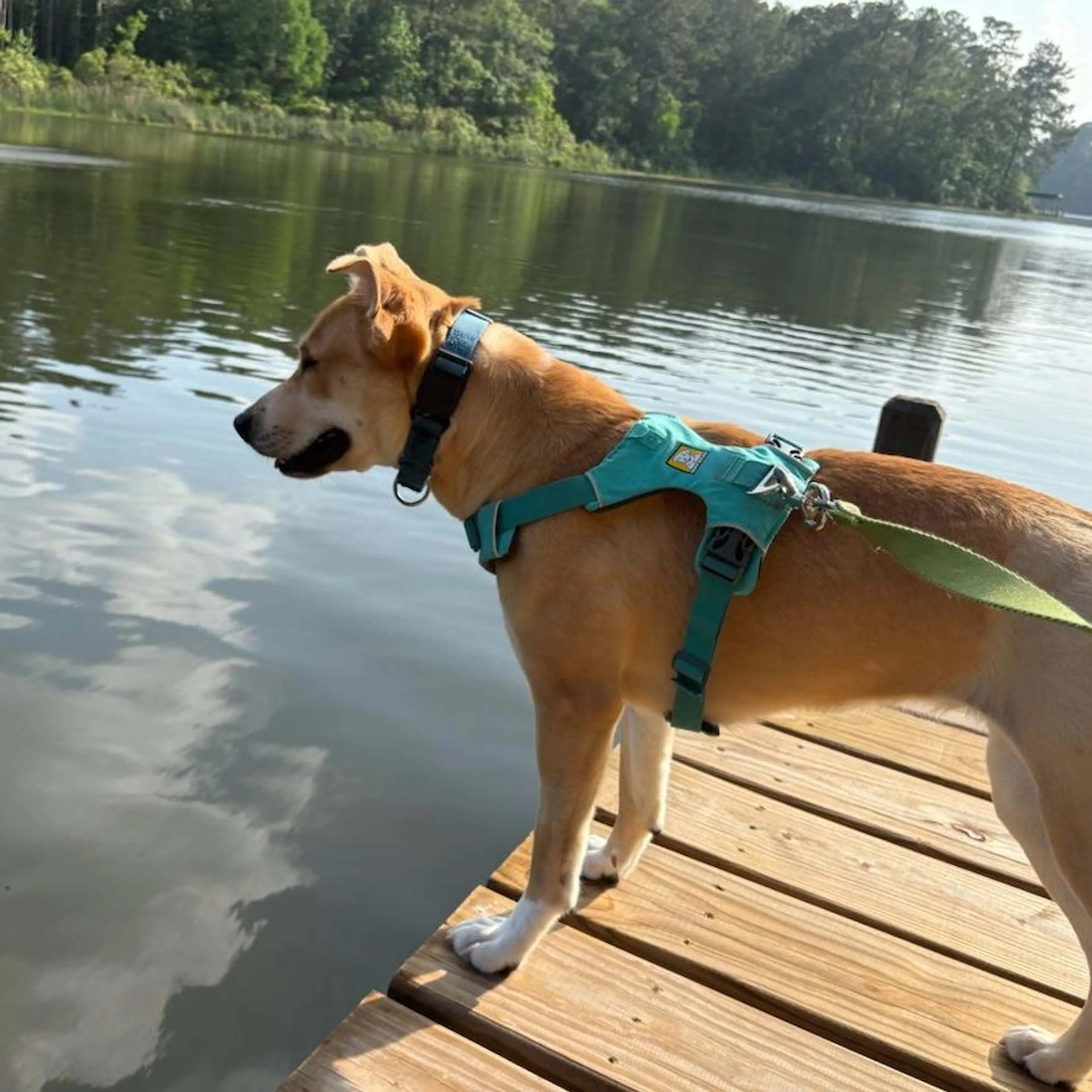 Found pet-5