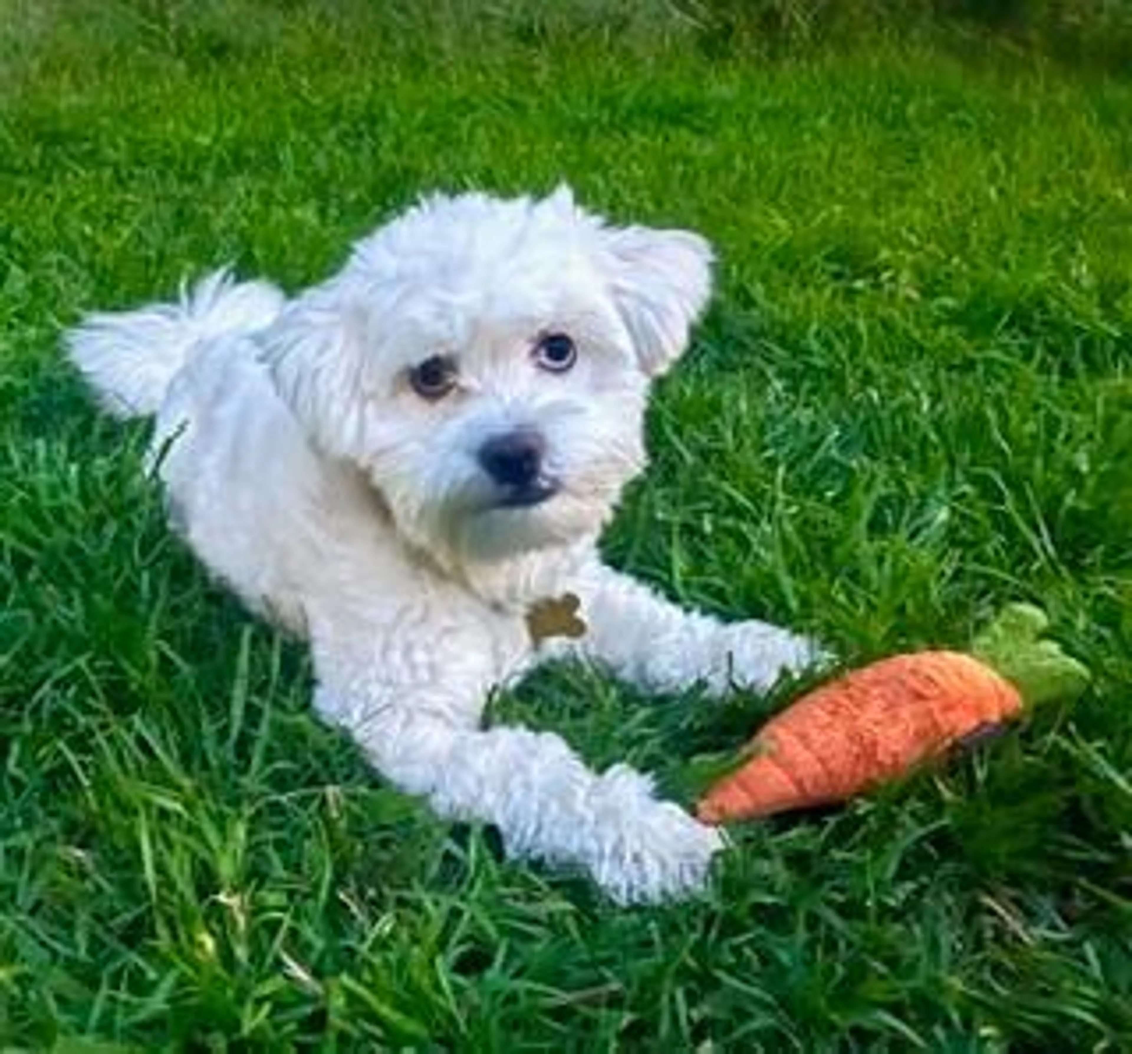 Found pet-3