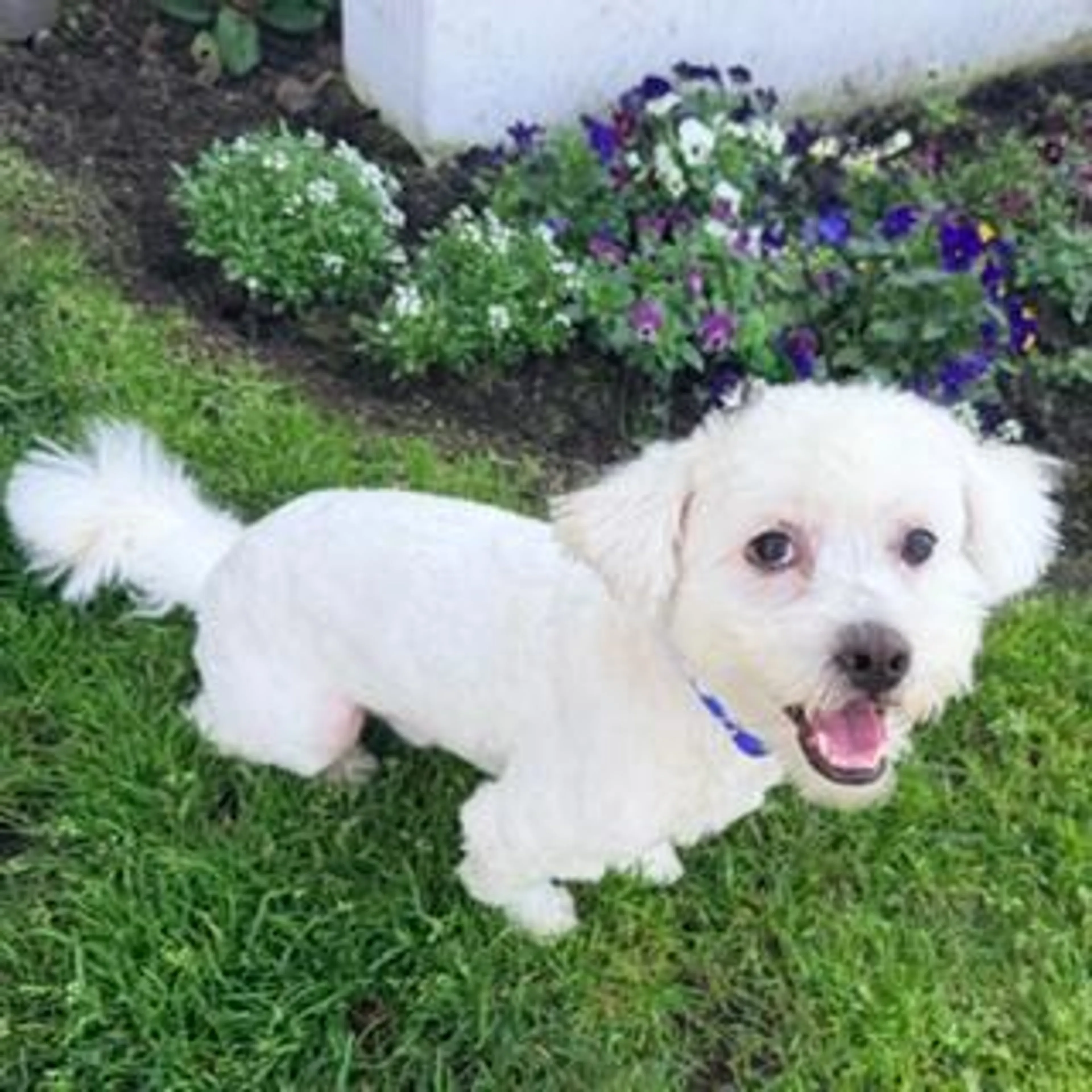 Found pet-1