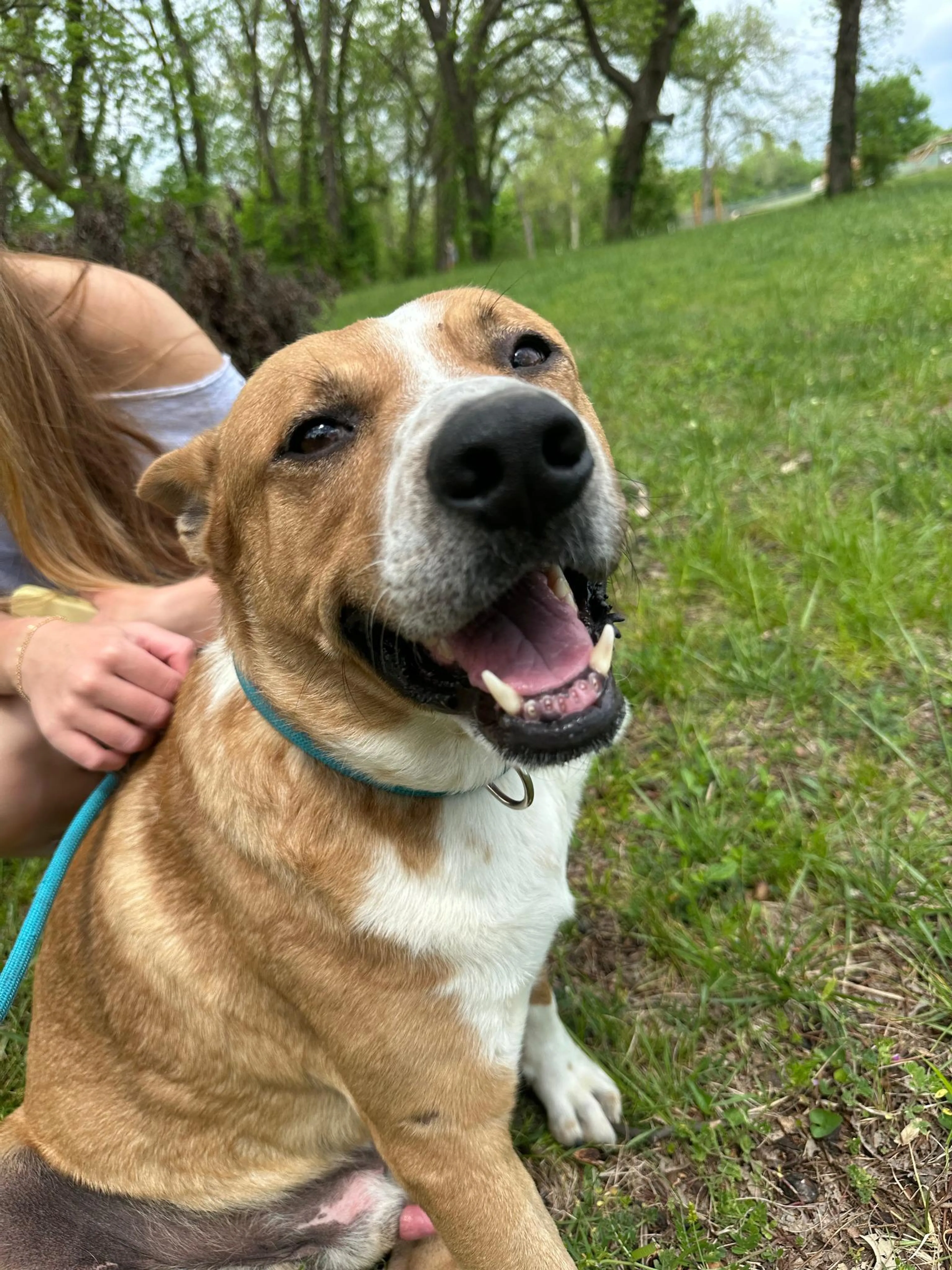 Found pet-2