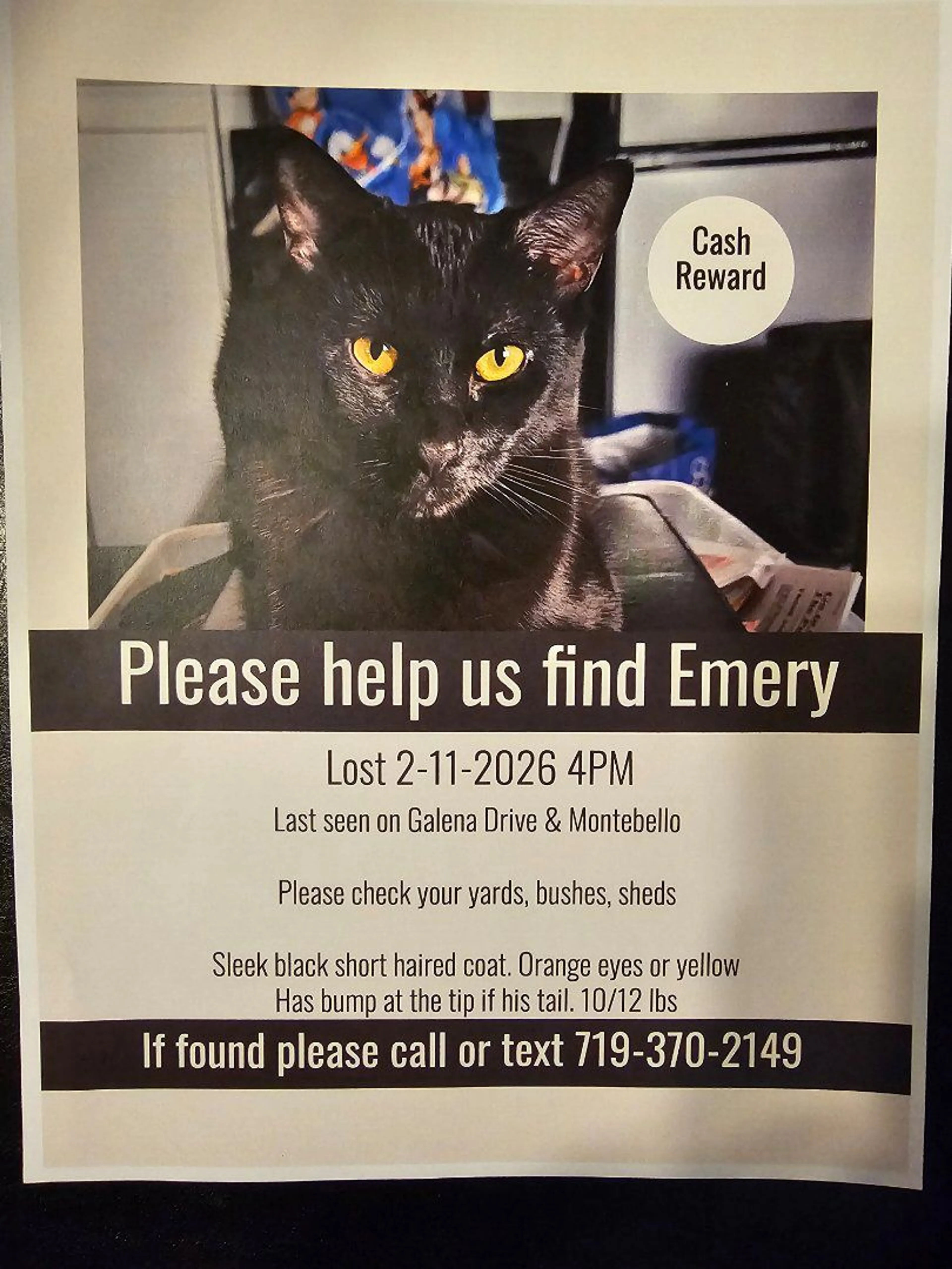 Lost pet-4