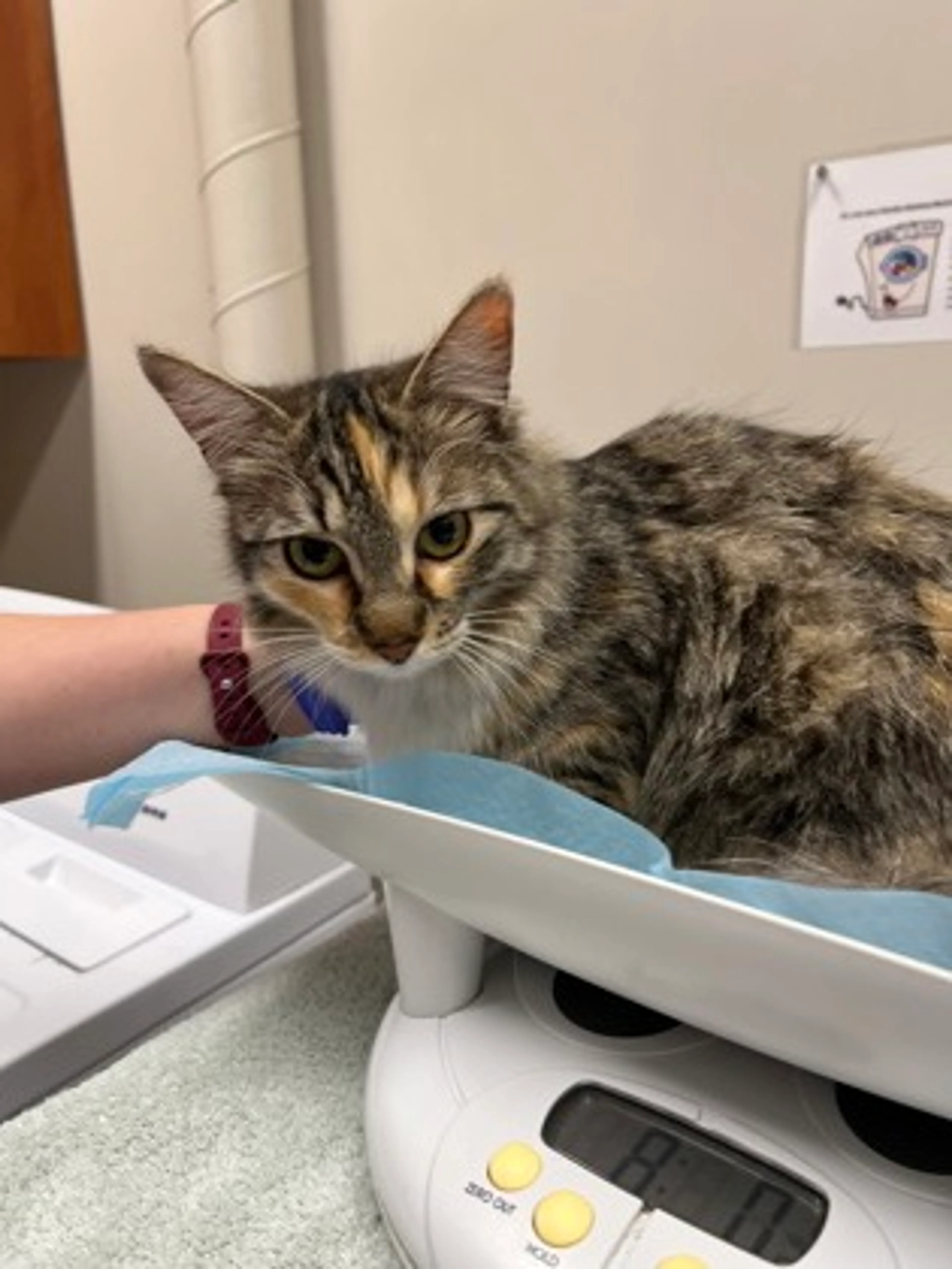 Found pet