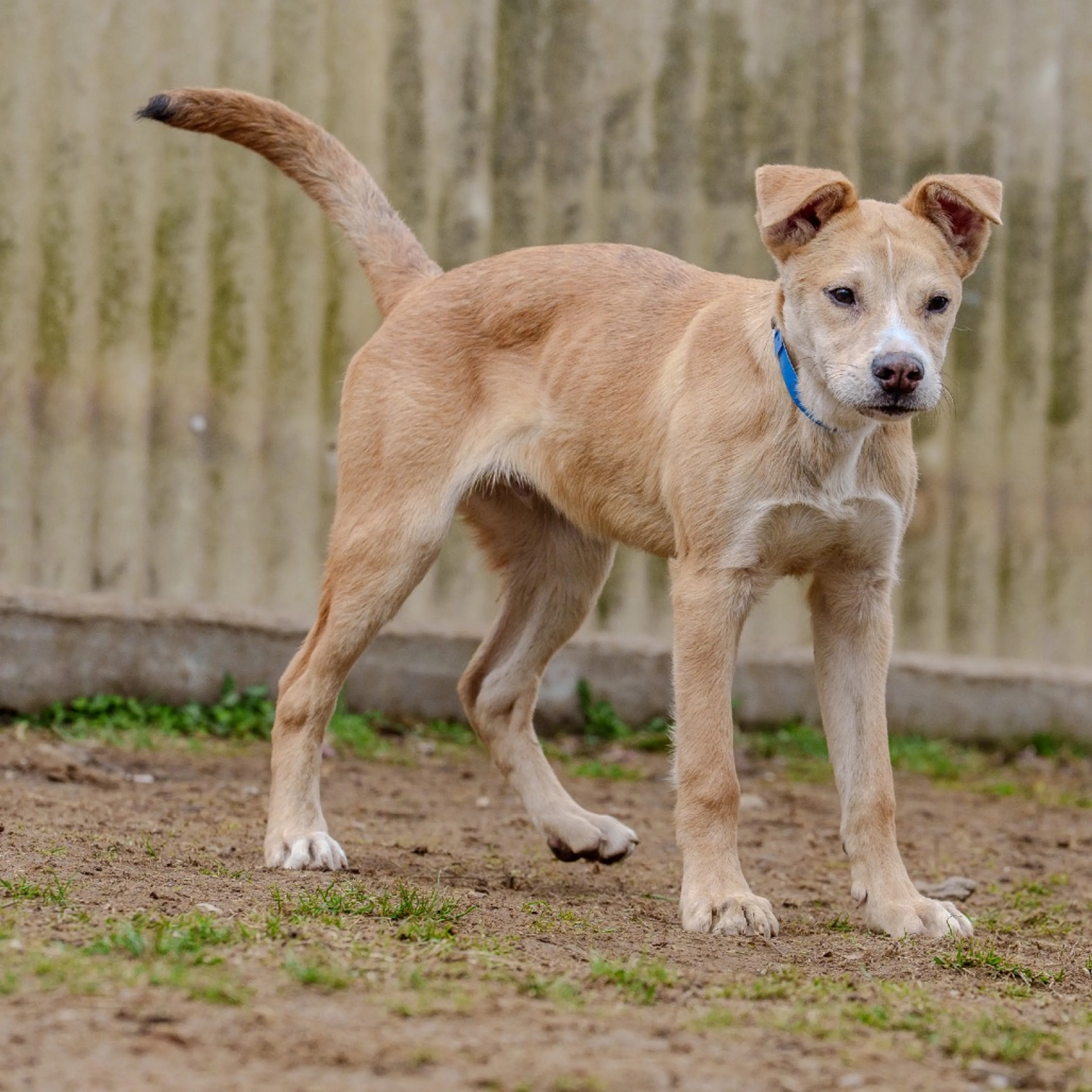 Found pet-19