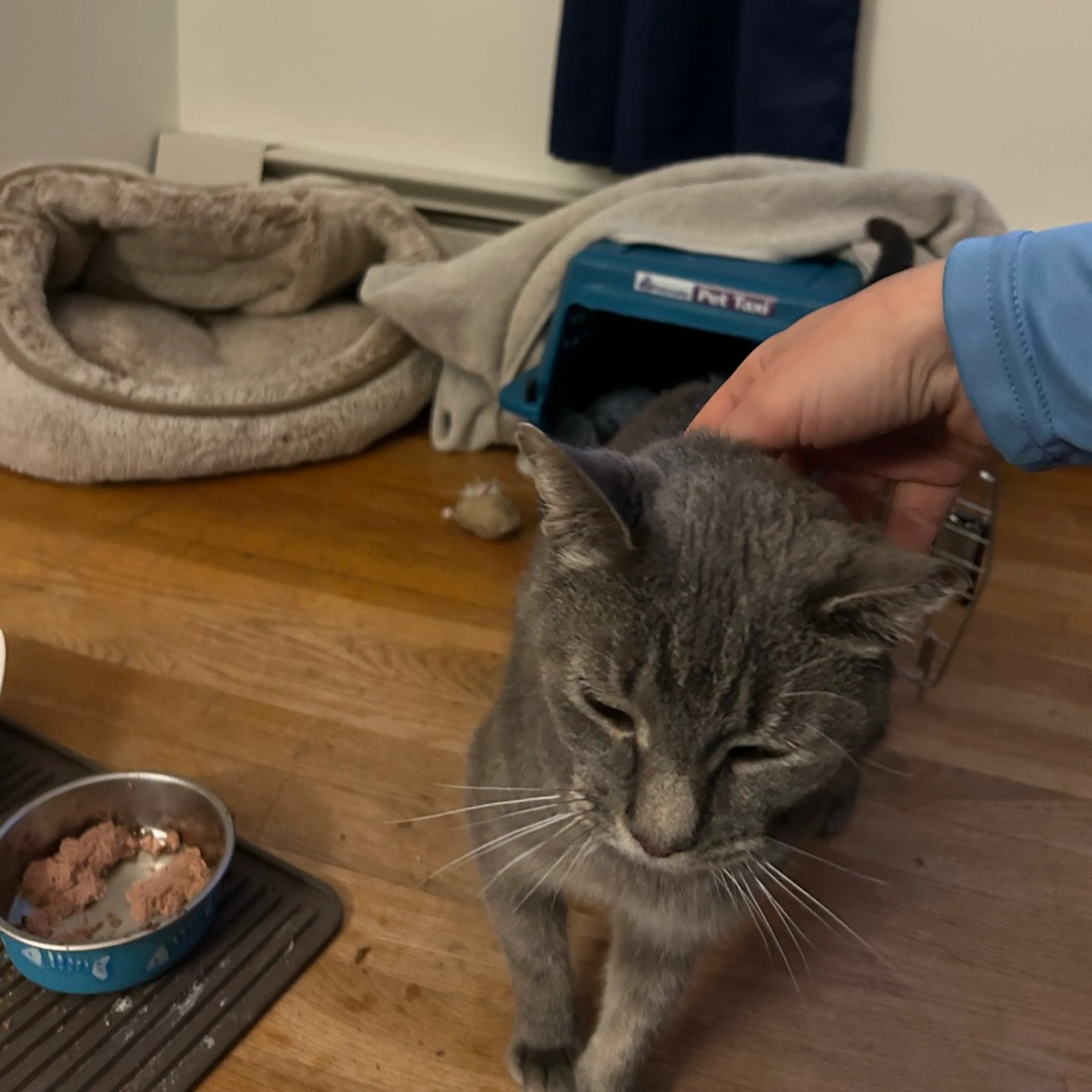 Found pet-8