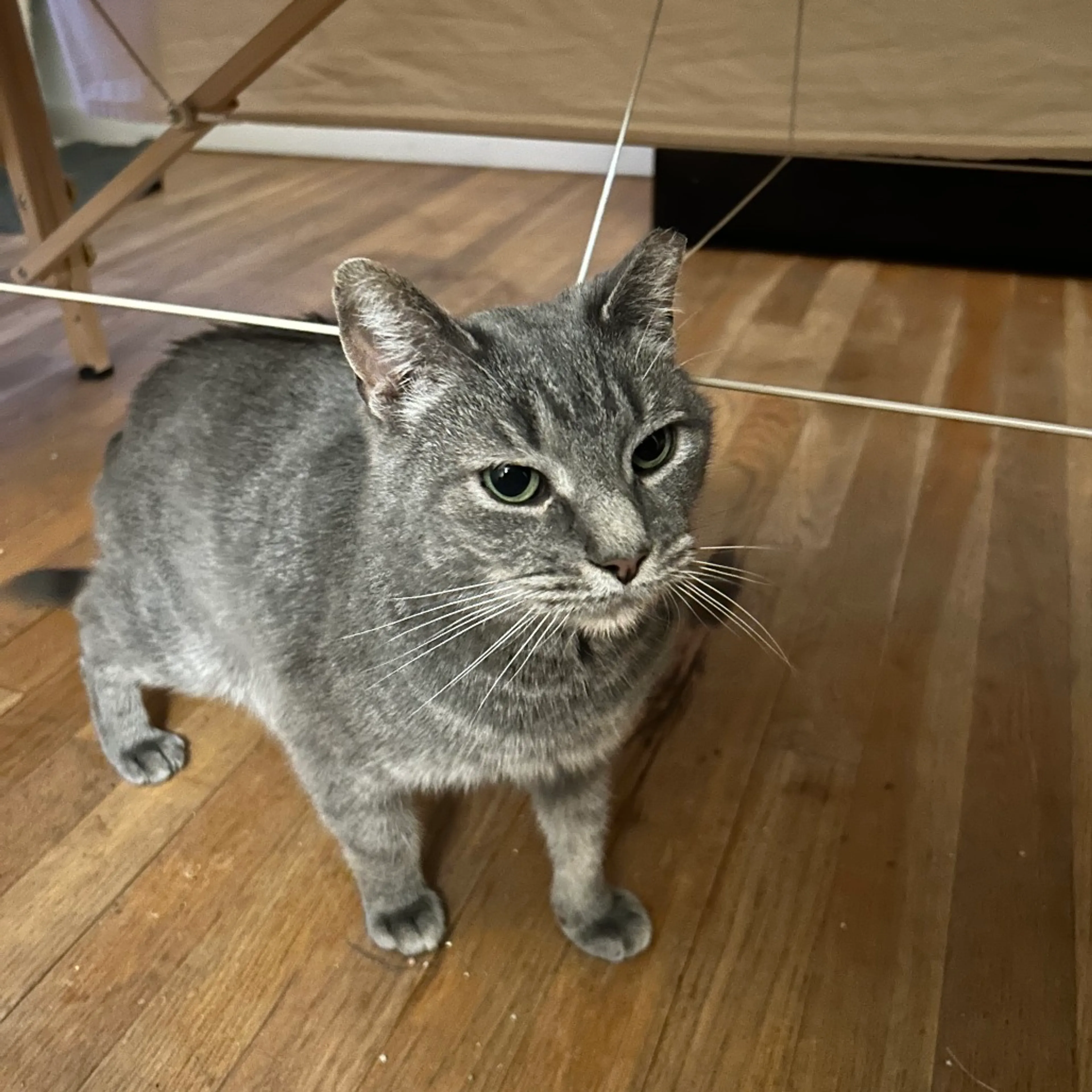 Found pet-1