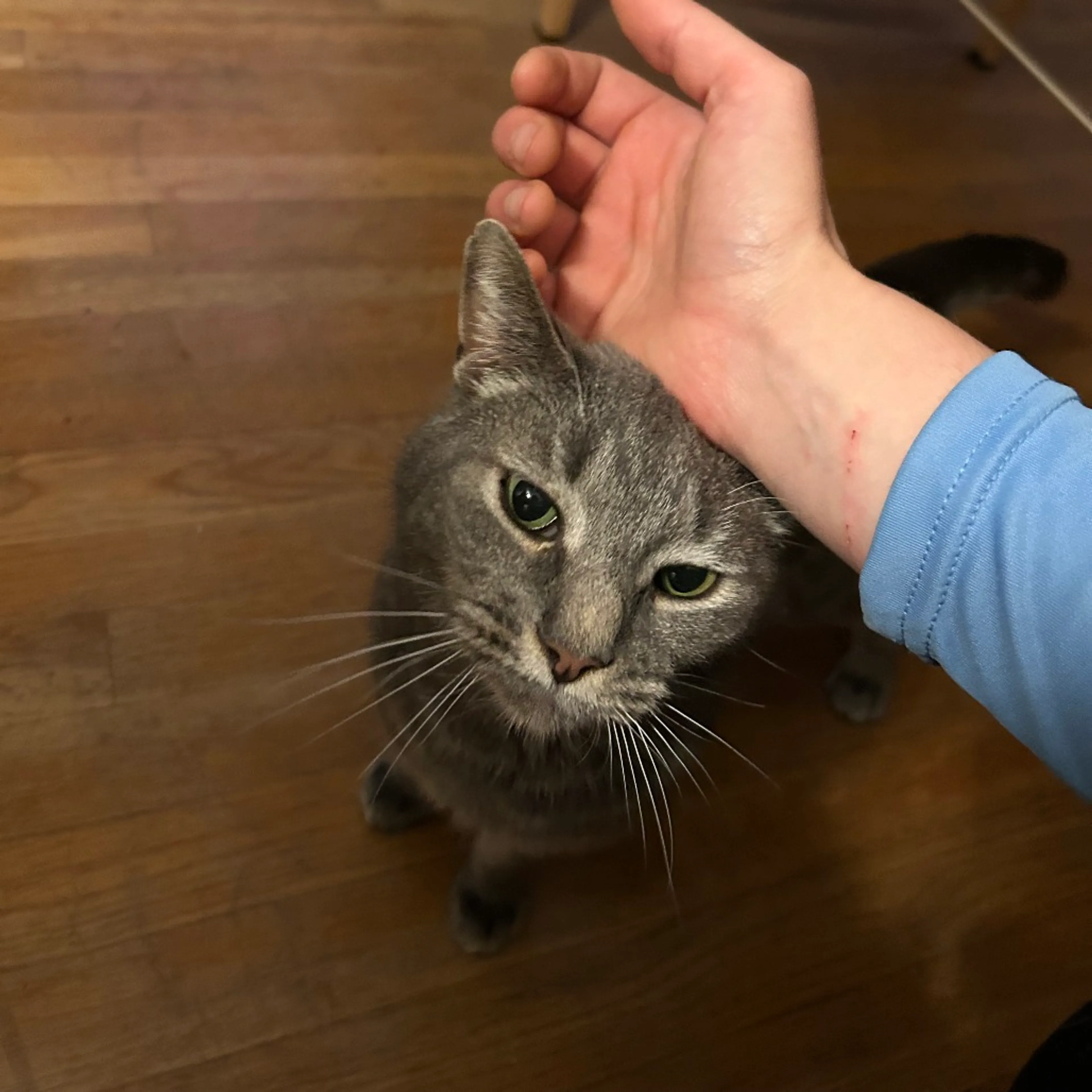 Found pet-9