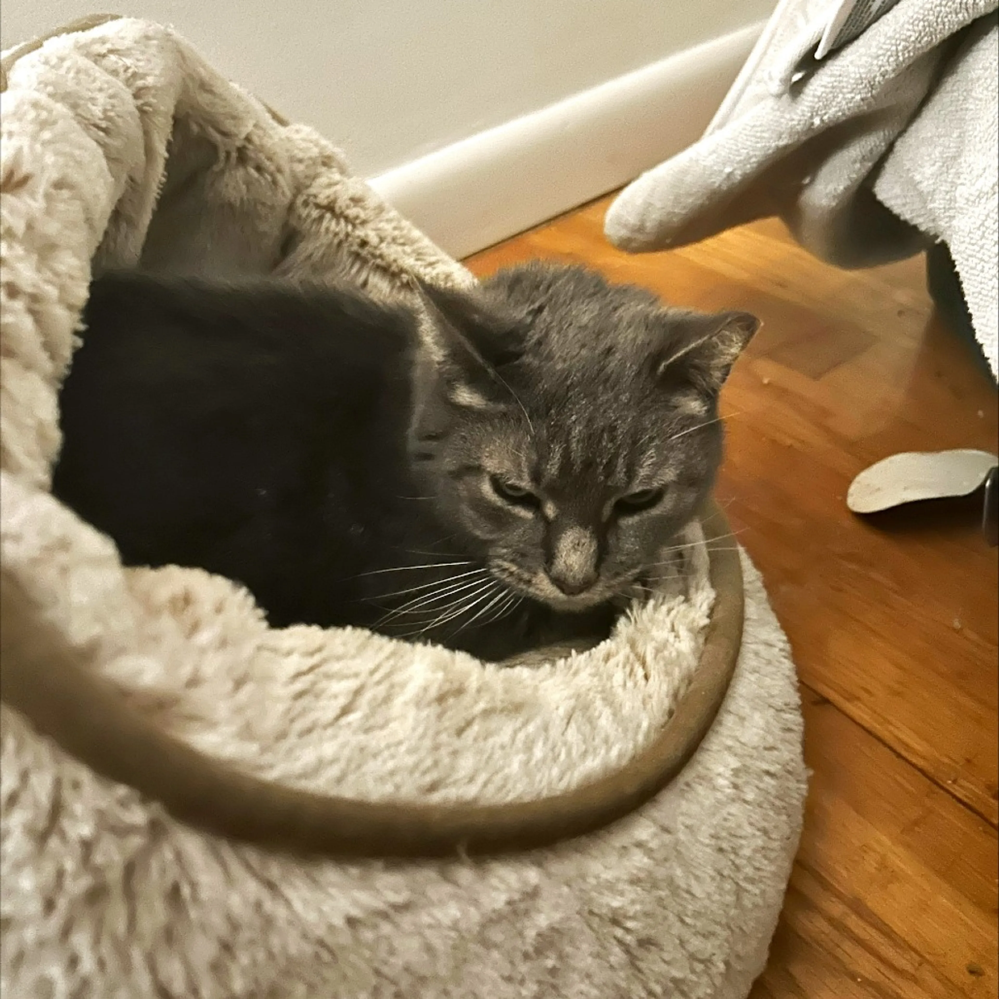 Found pet-2