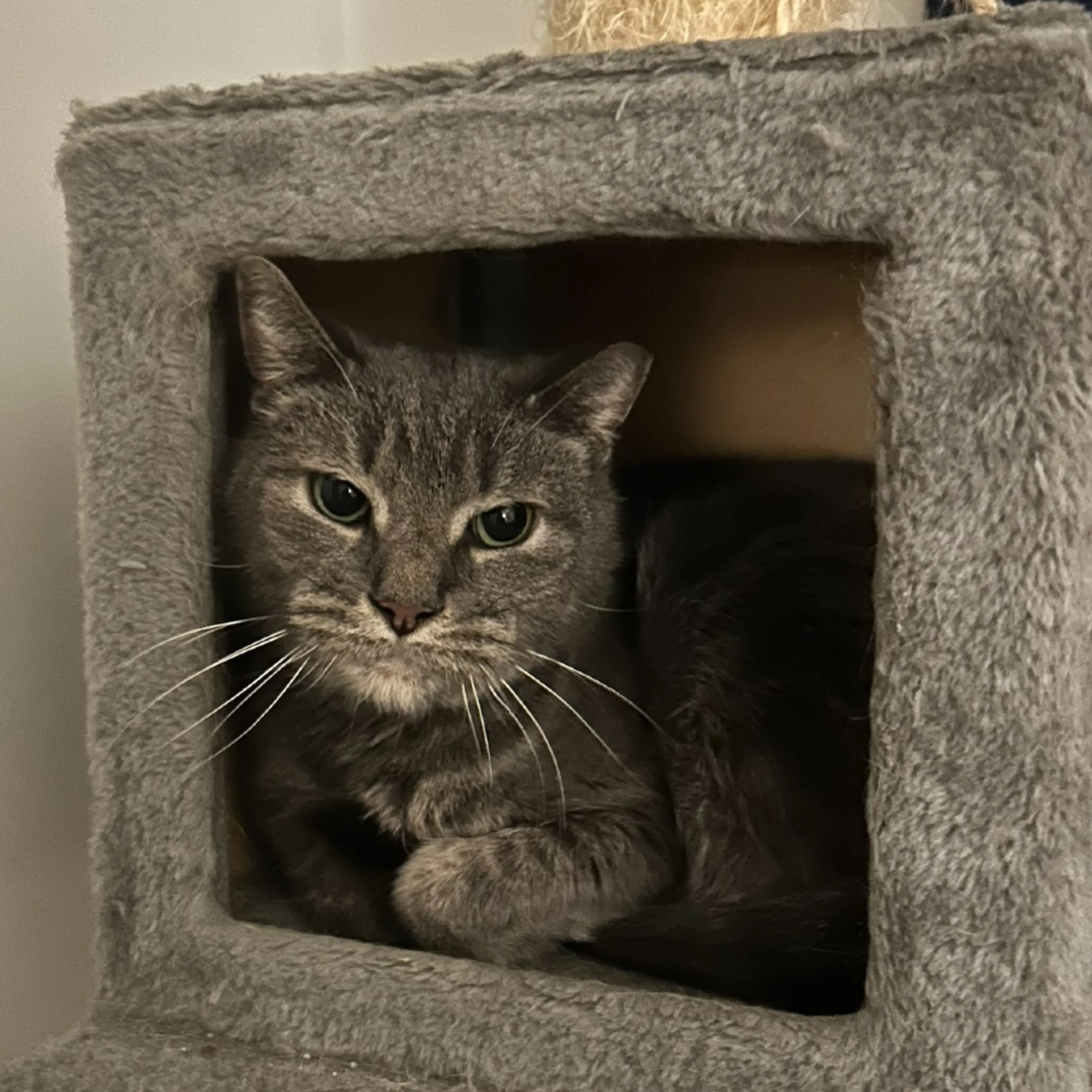 Found pet-4