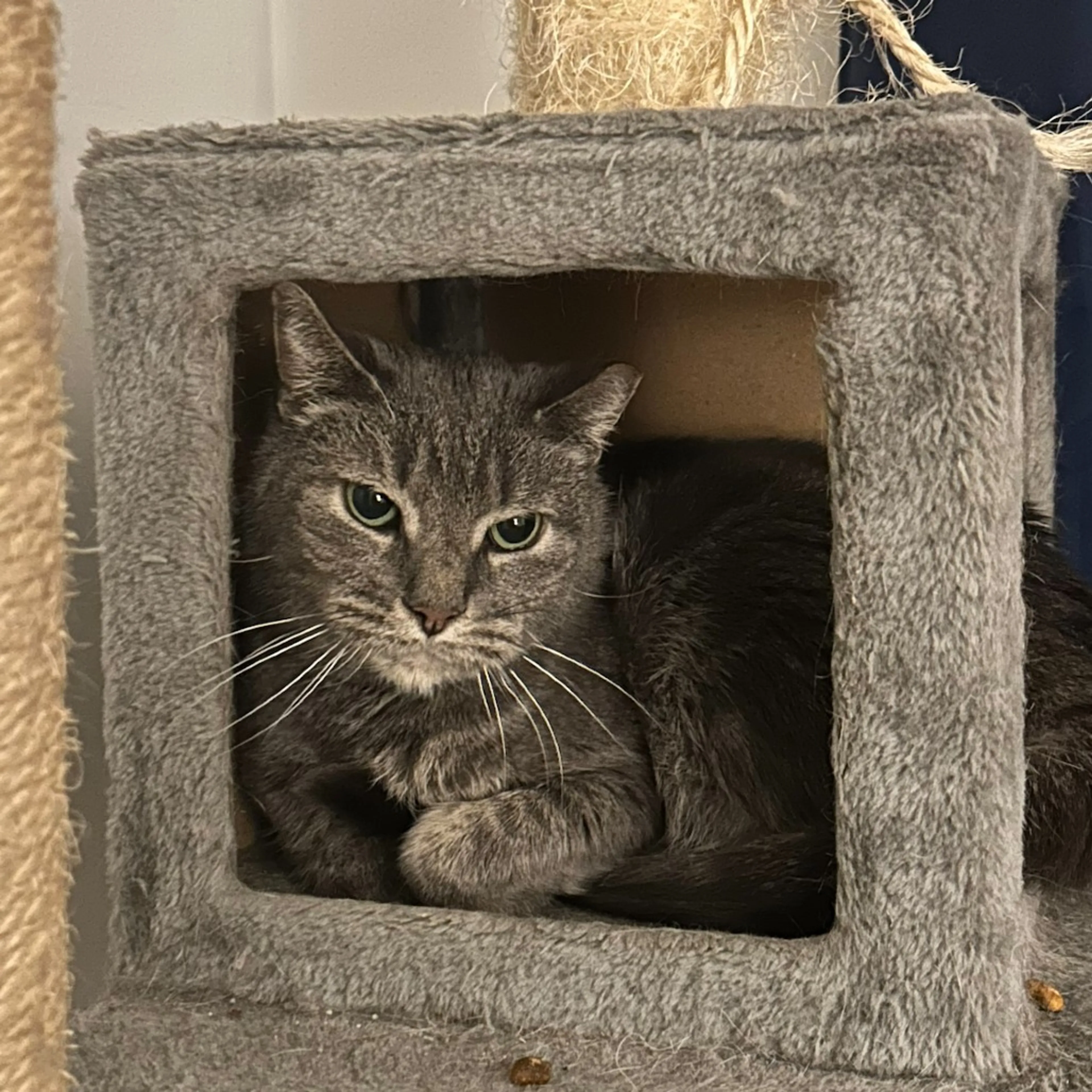 Found pet-3
