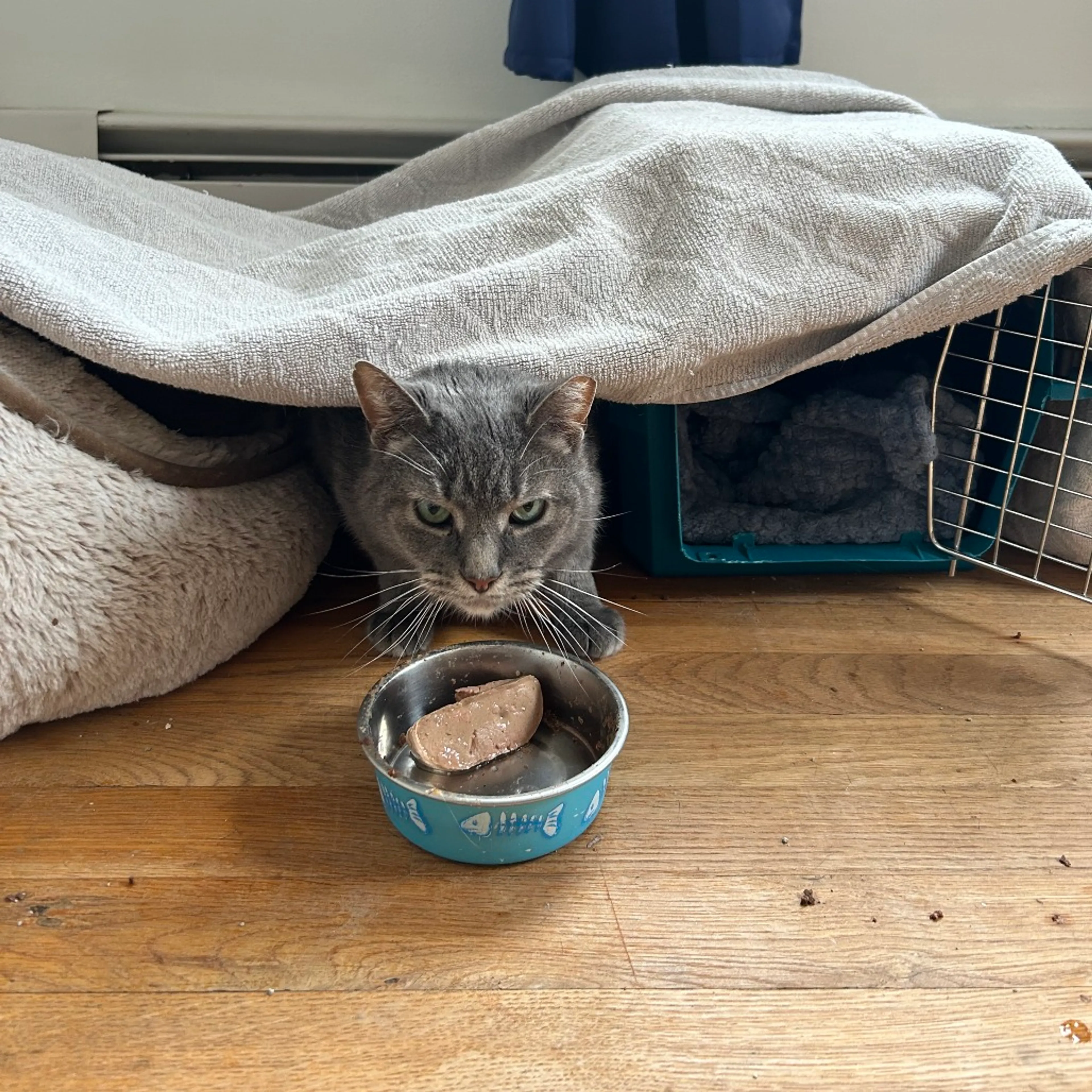 Found pet-5
