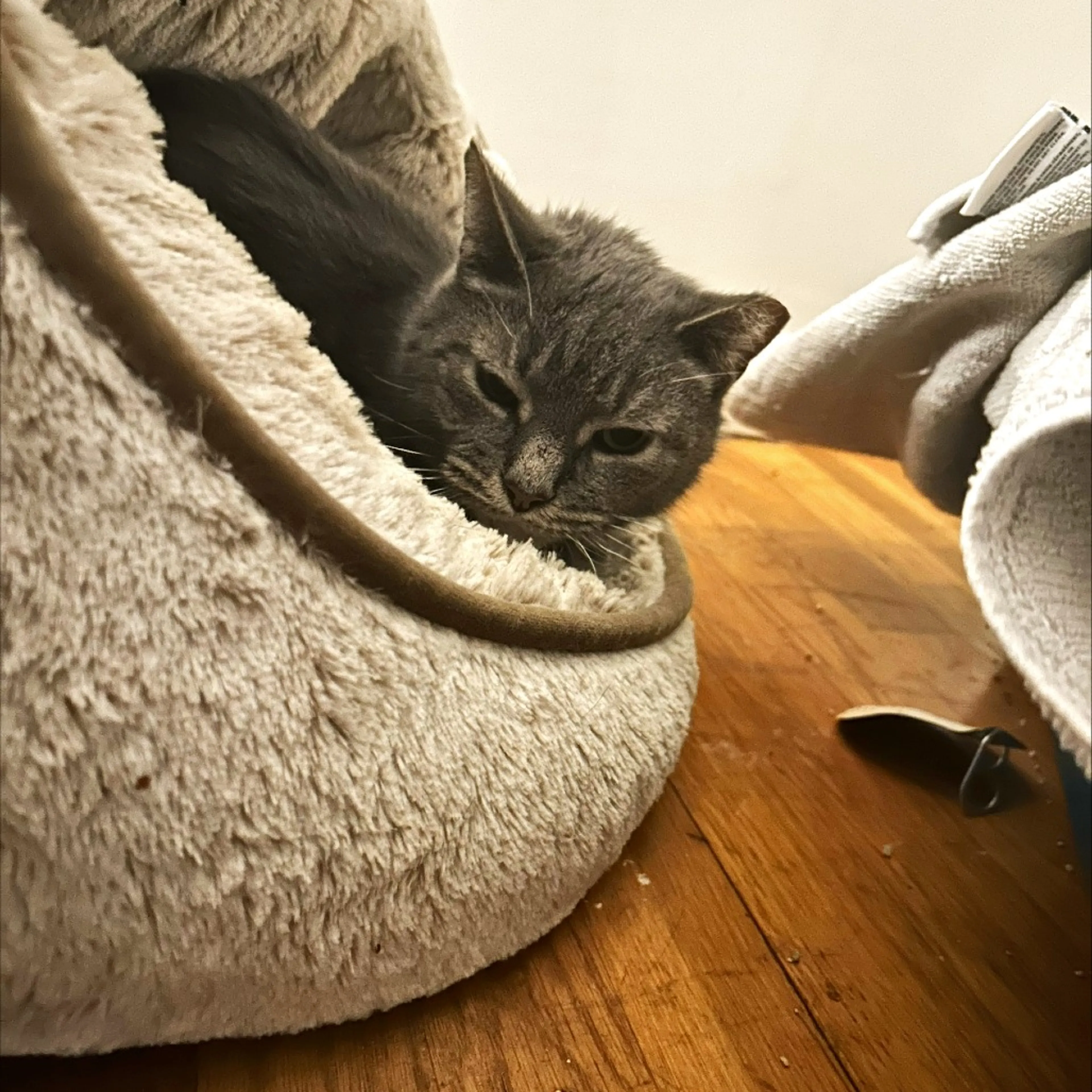 Found pet-6