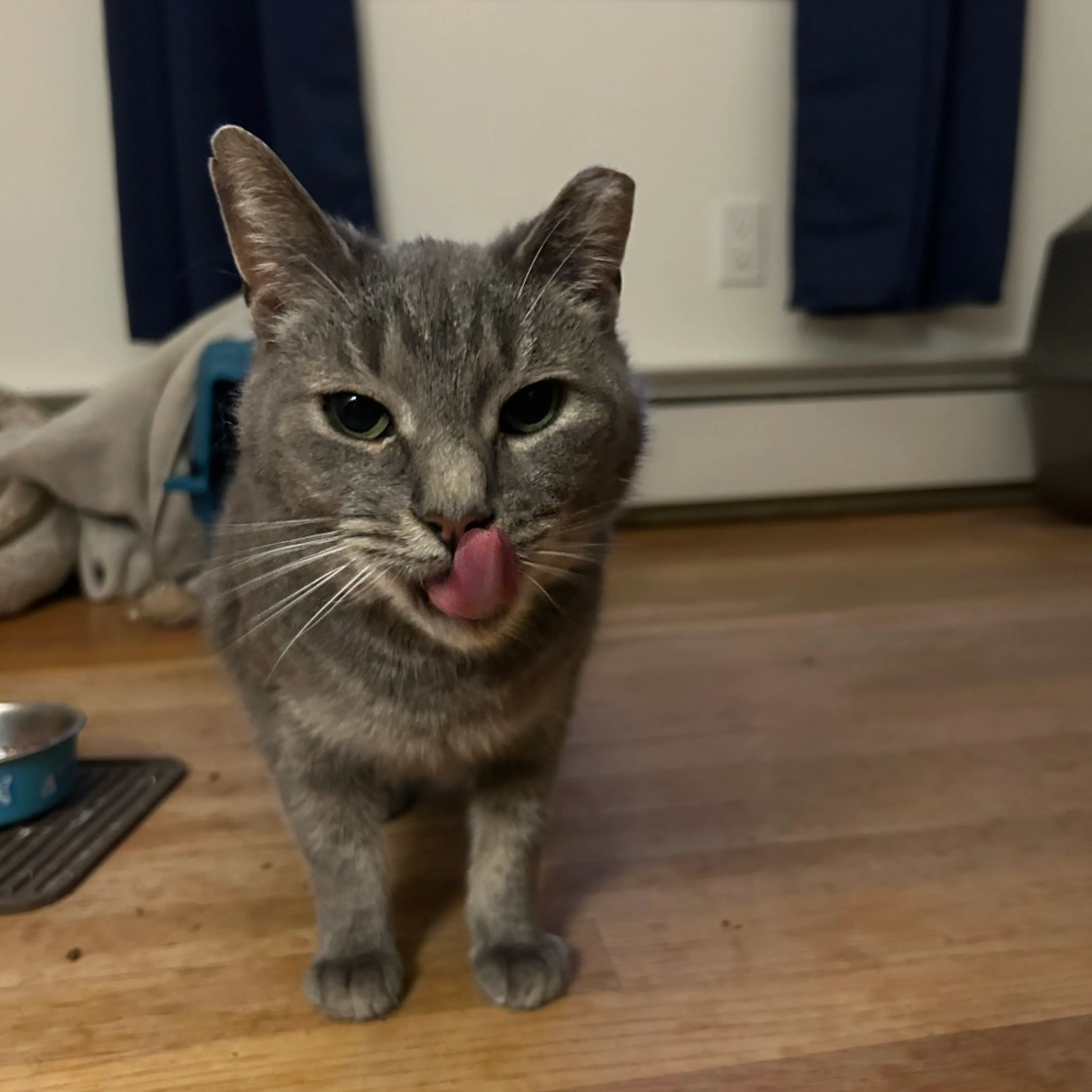 Found pet-7