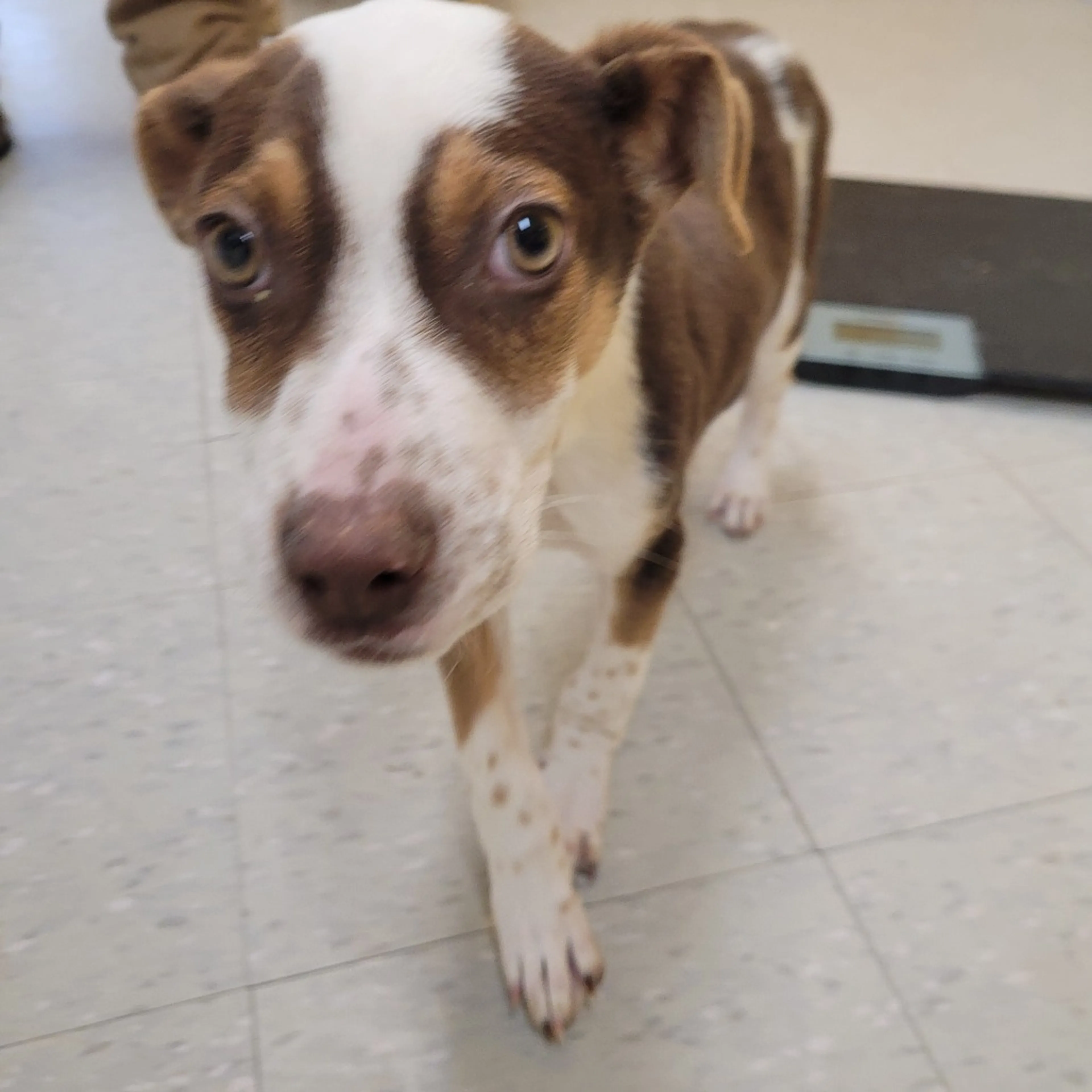 Found pet
