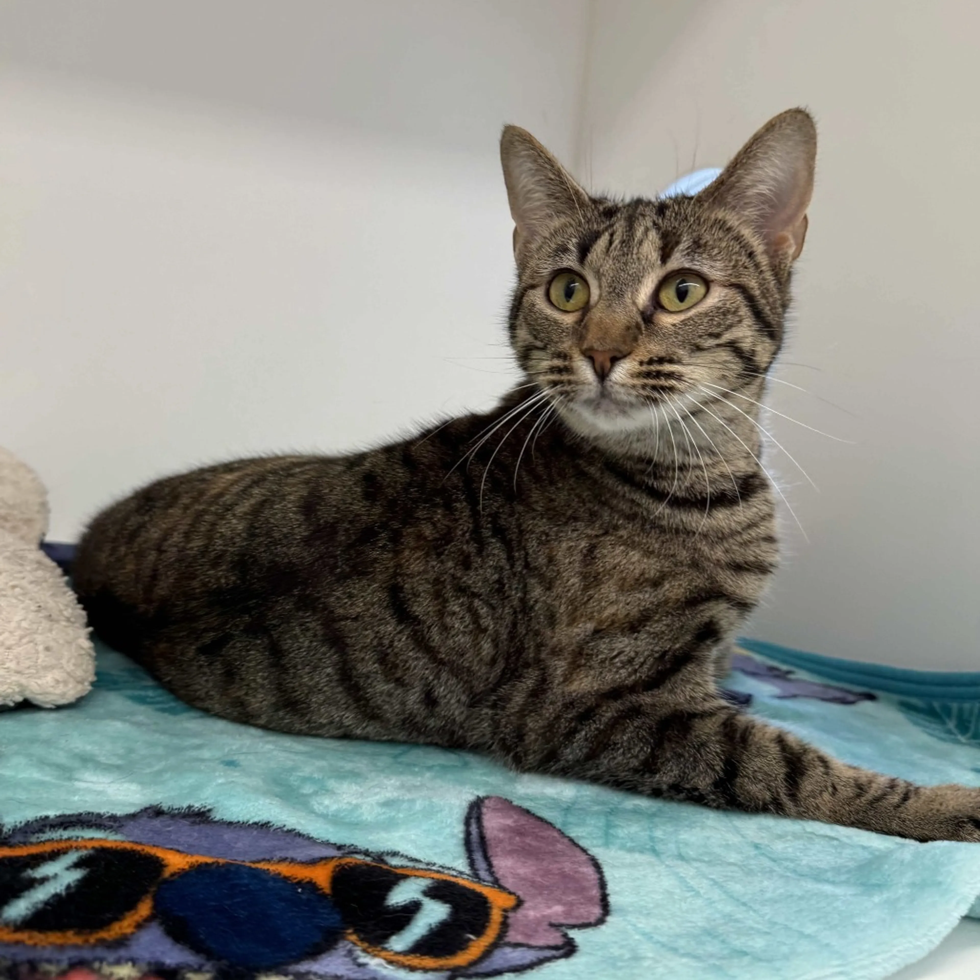 Found pet-4