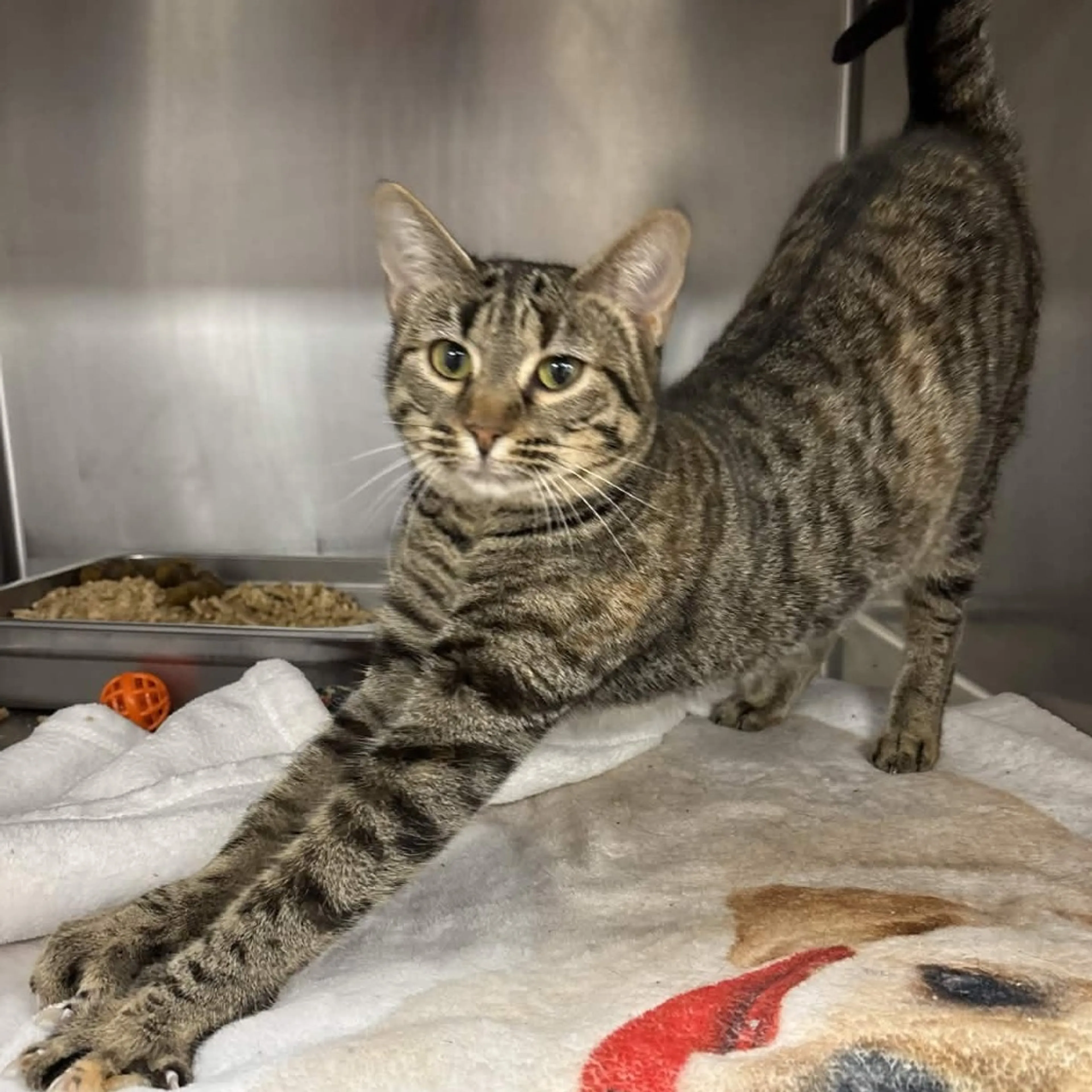 Found pet-2