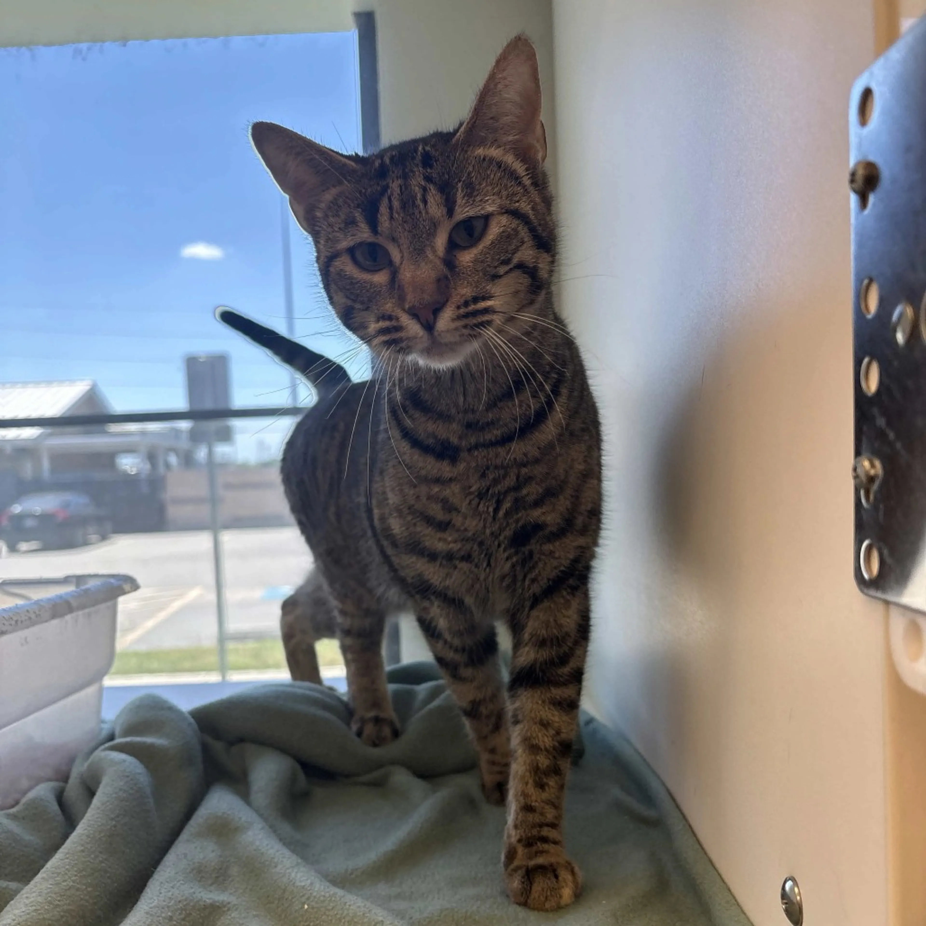 Found pet-6