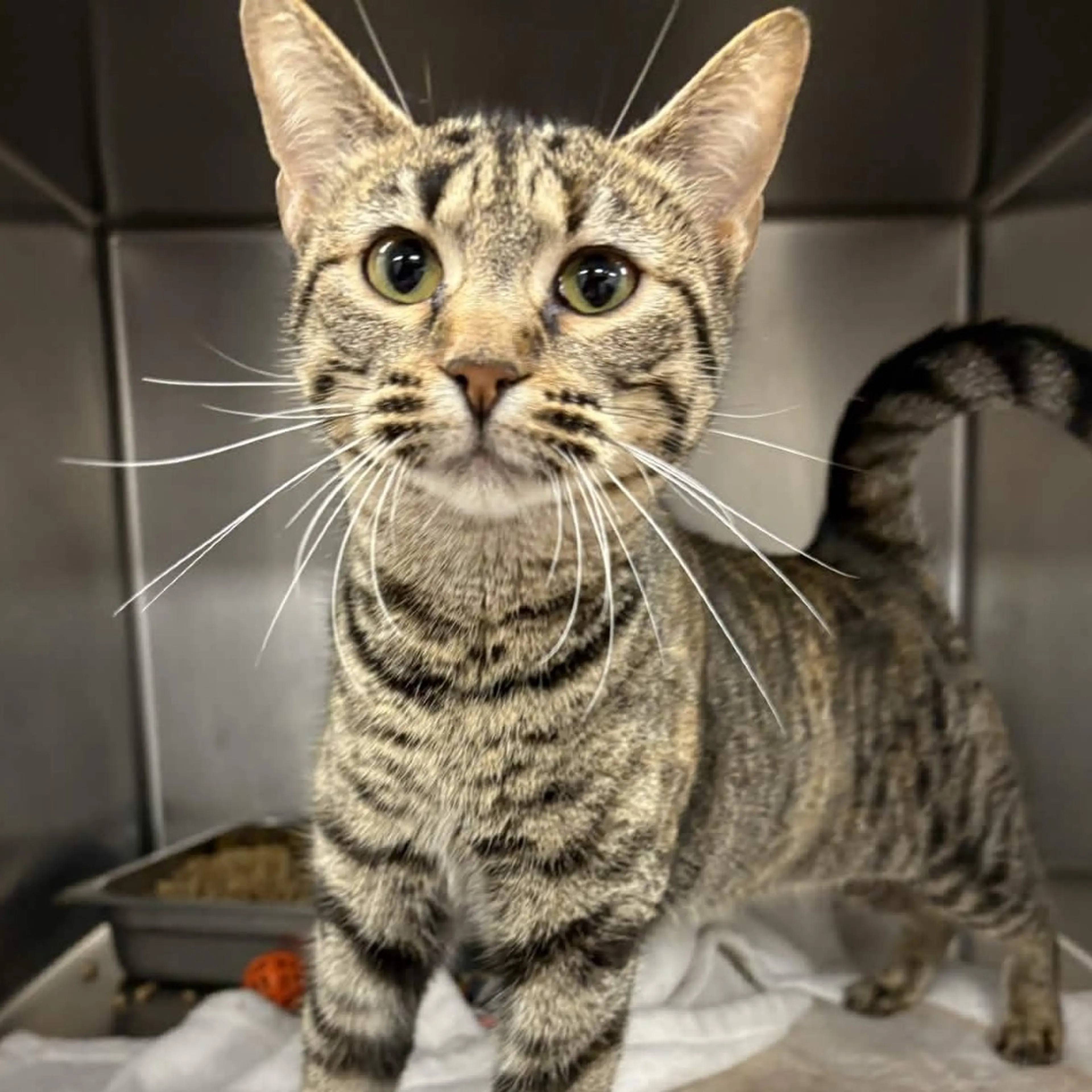 Found pet-3