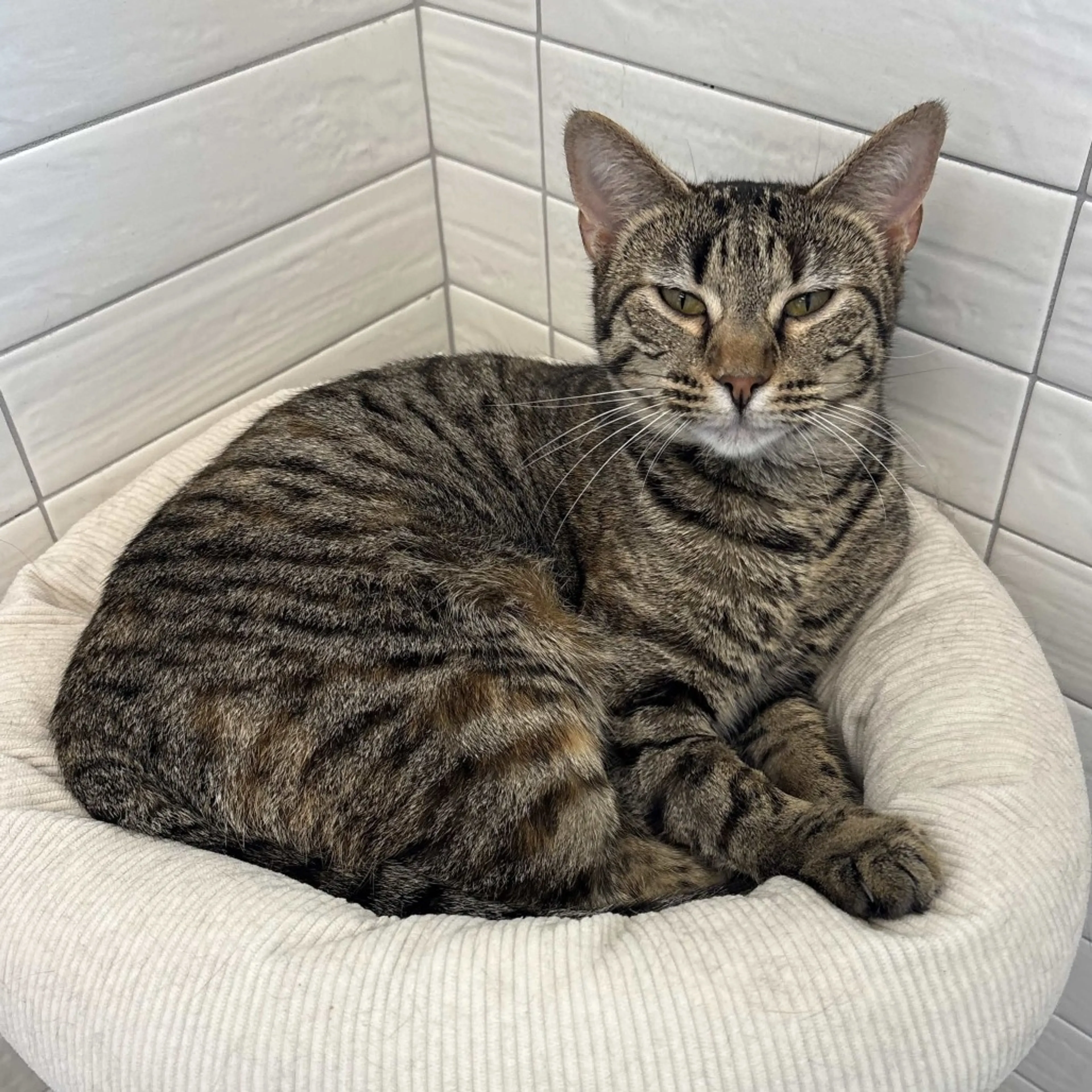 Found pet-7