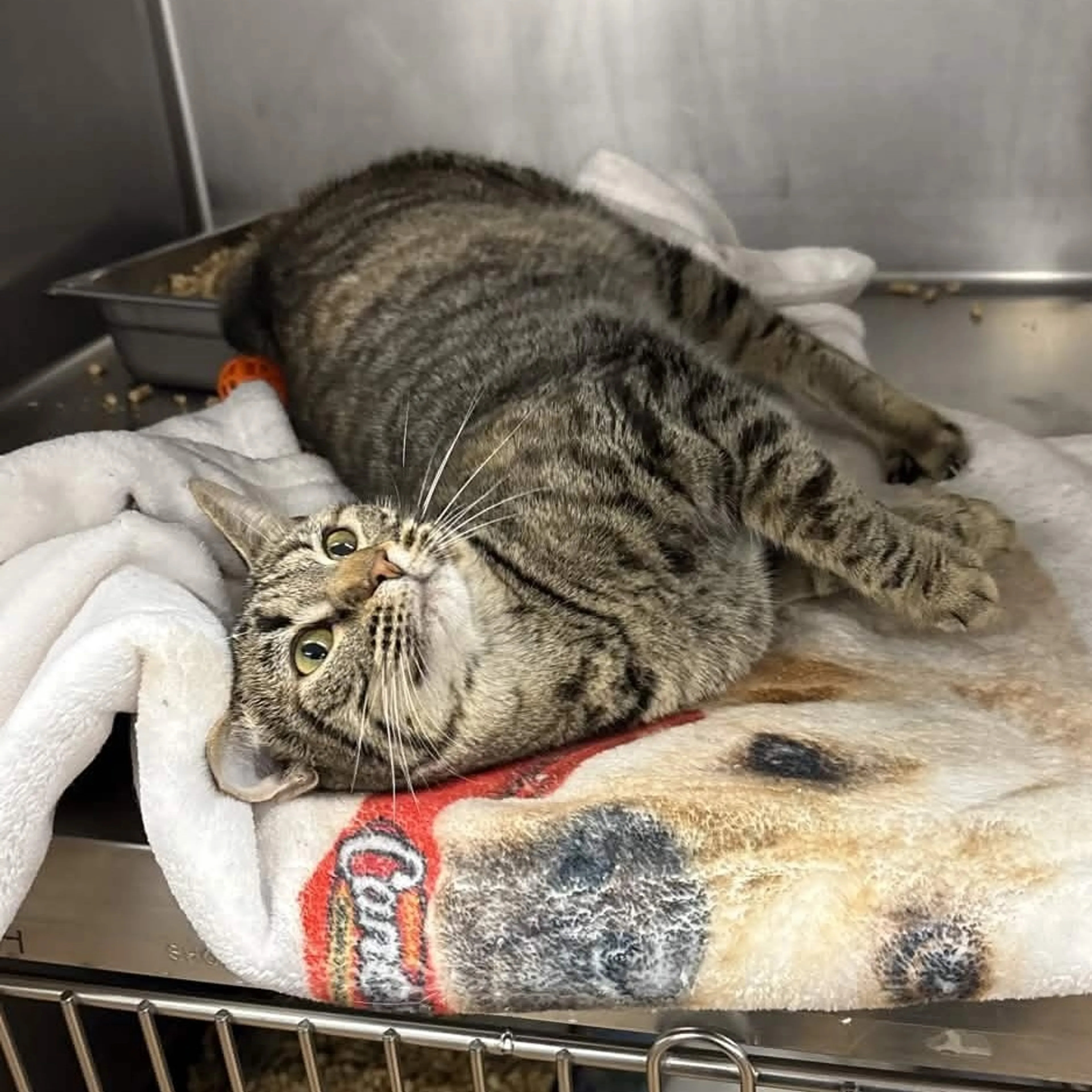 Found pet-1