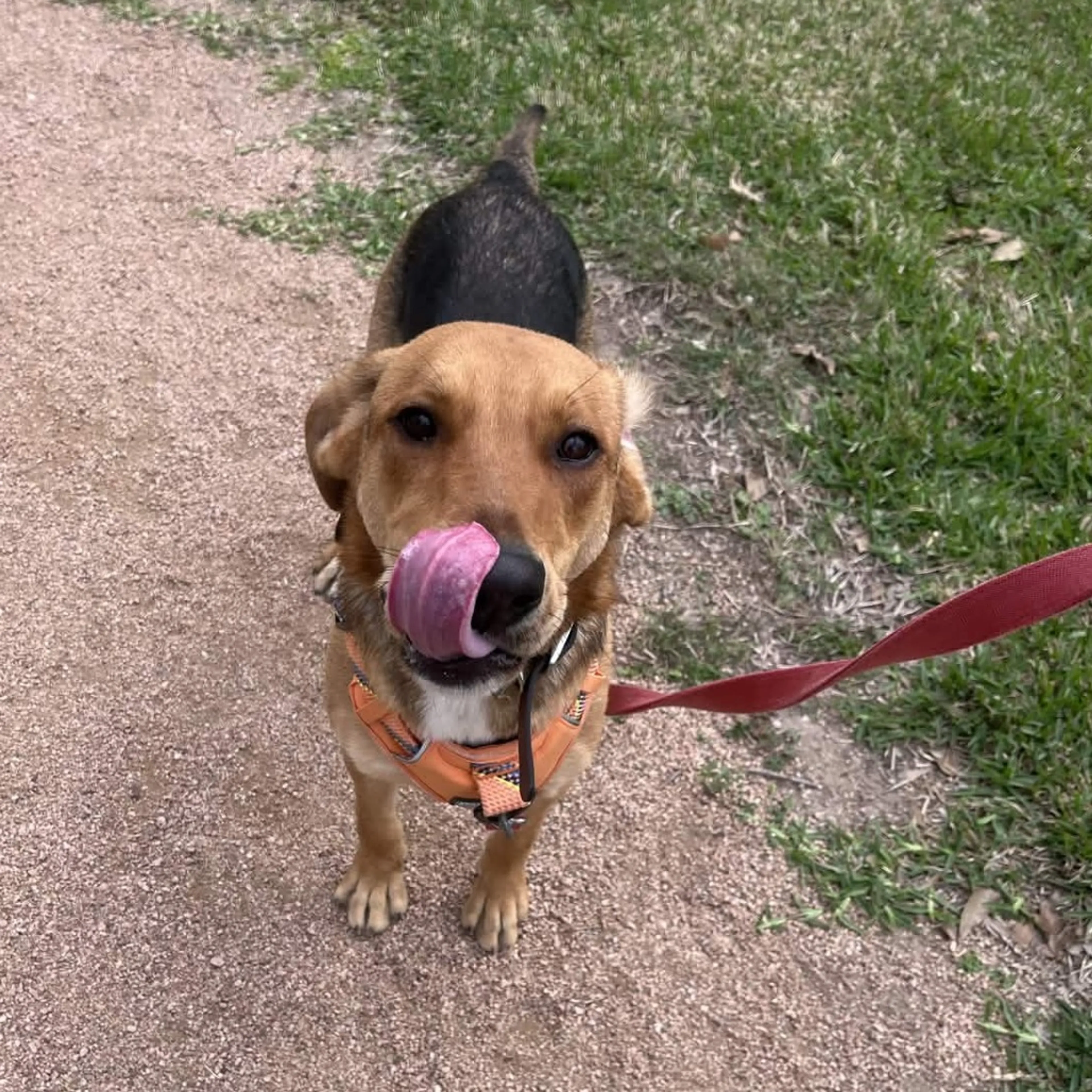 Found pet-6