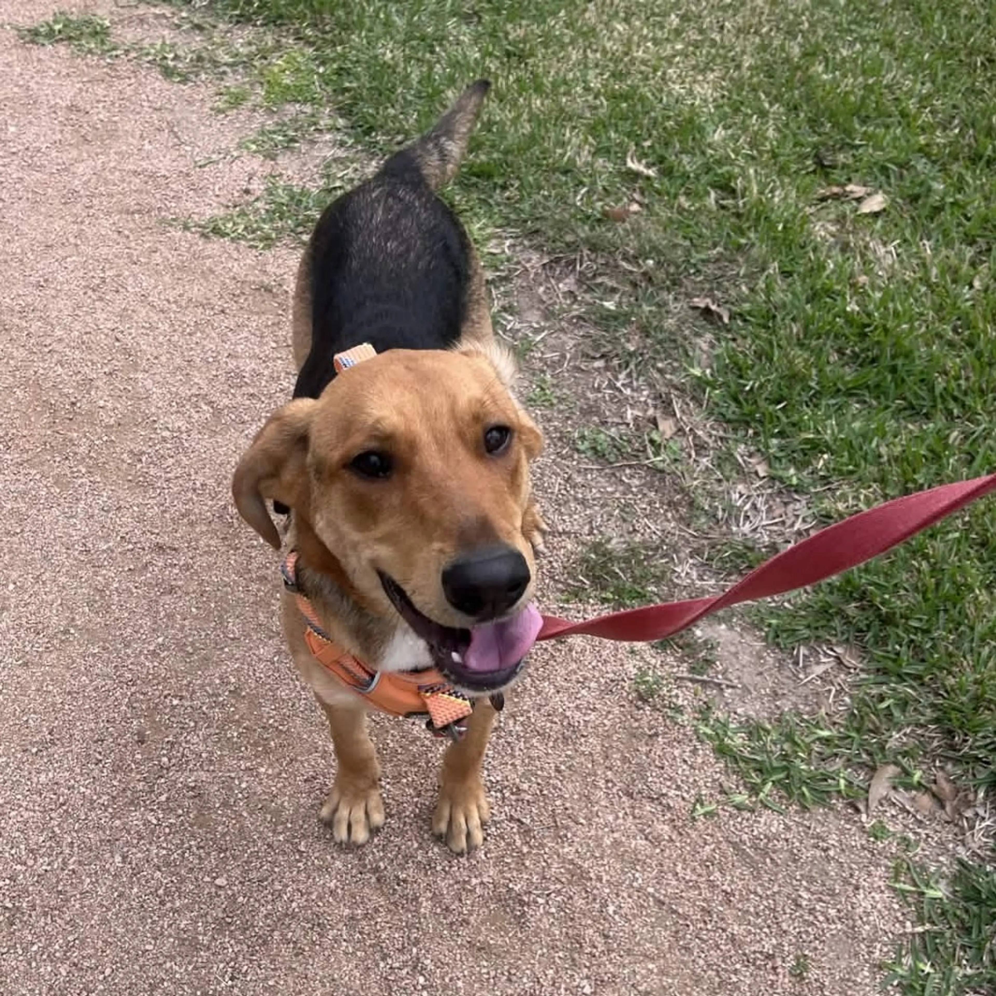 Found pet-5